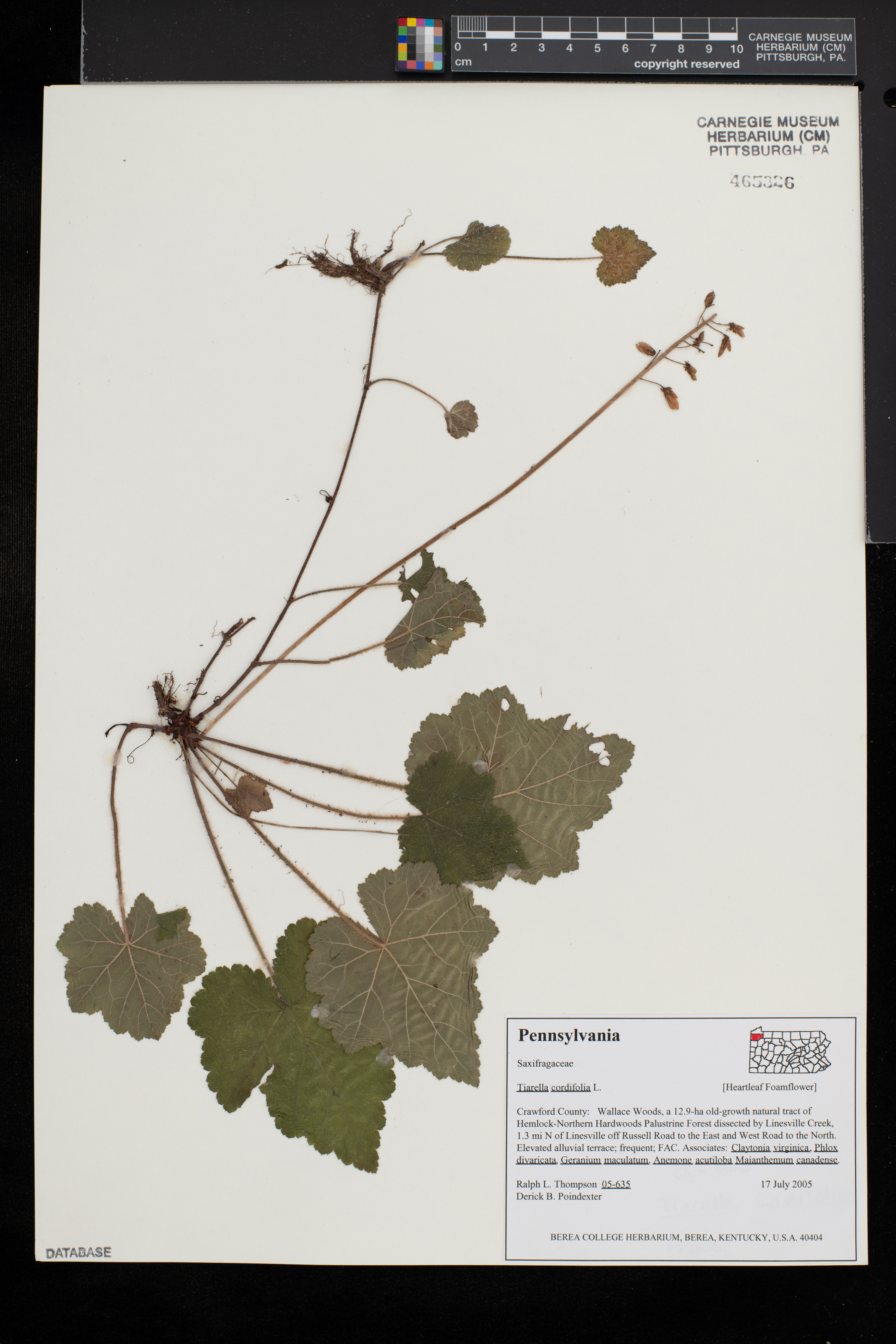 Tiarella stolonifera image