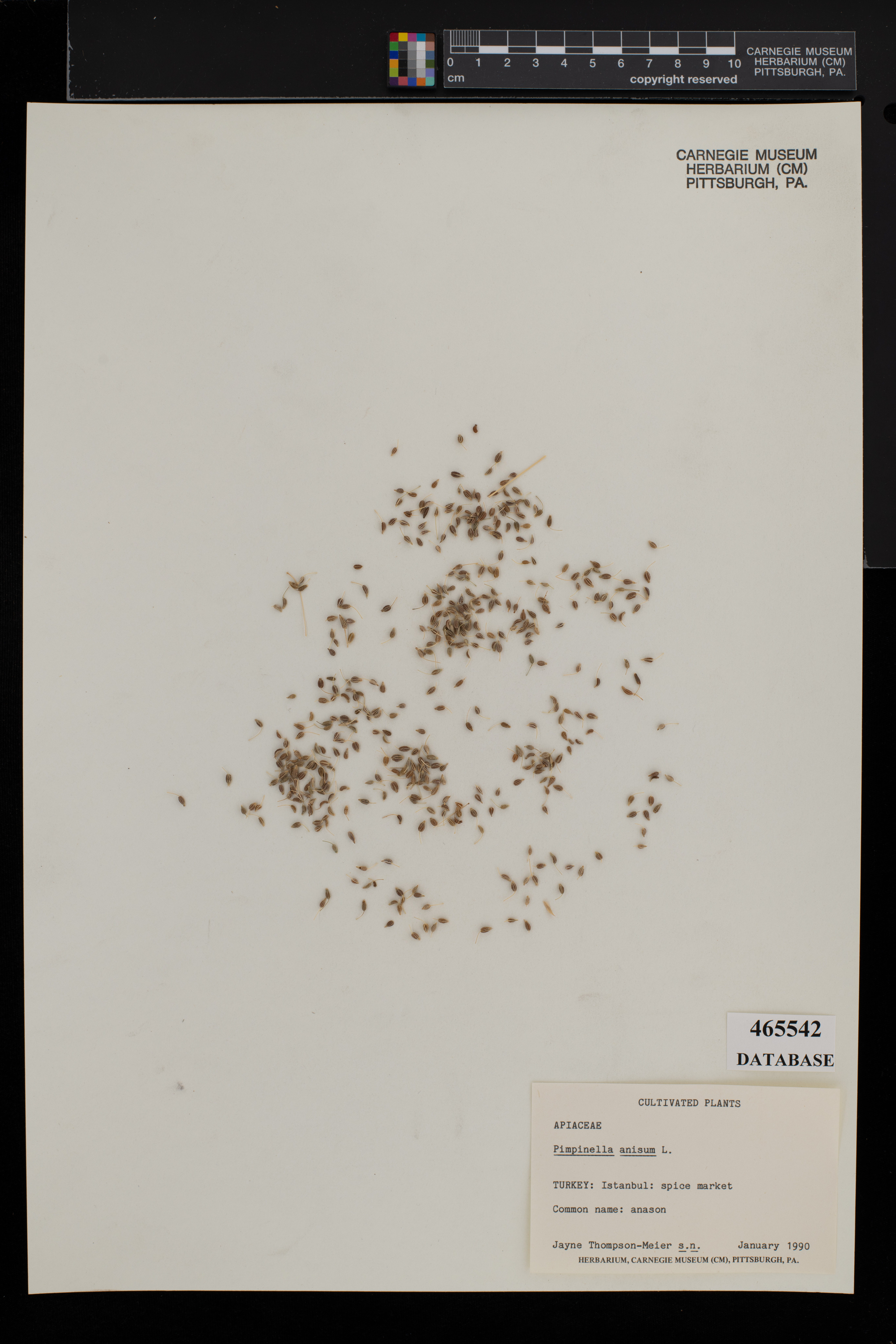 Pimpinella anisum image