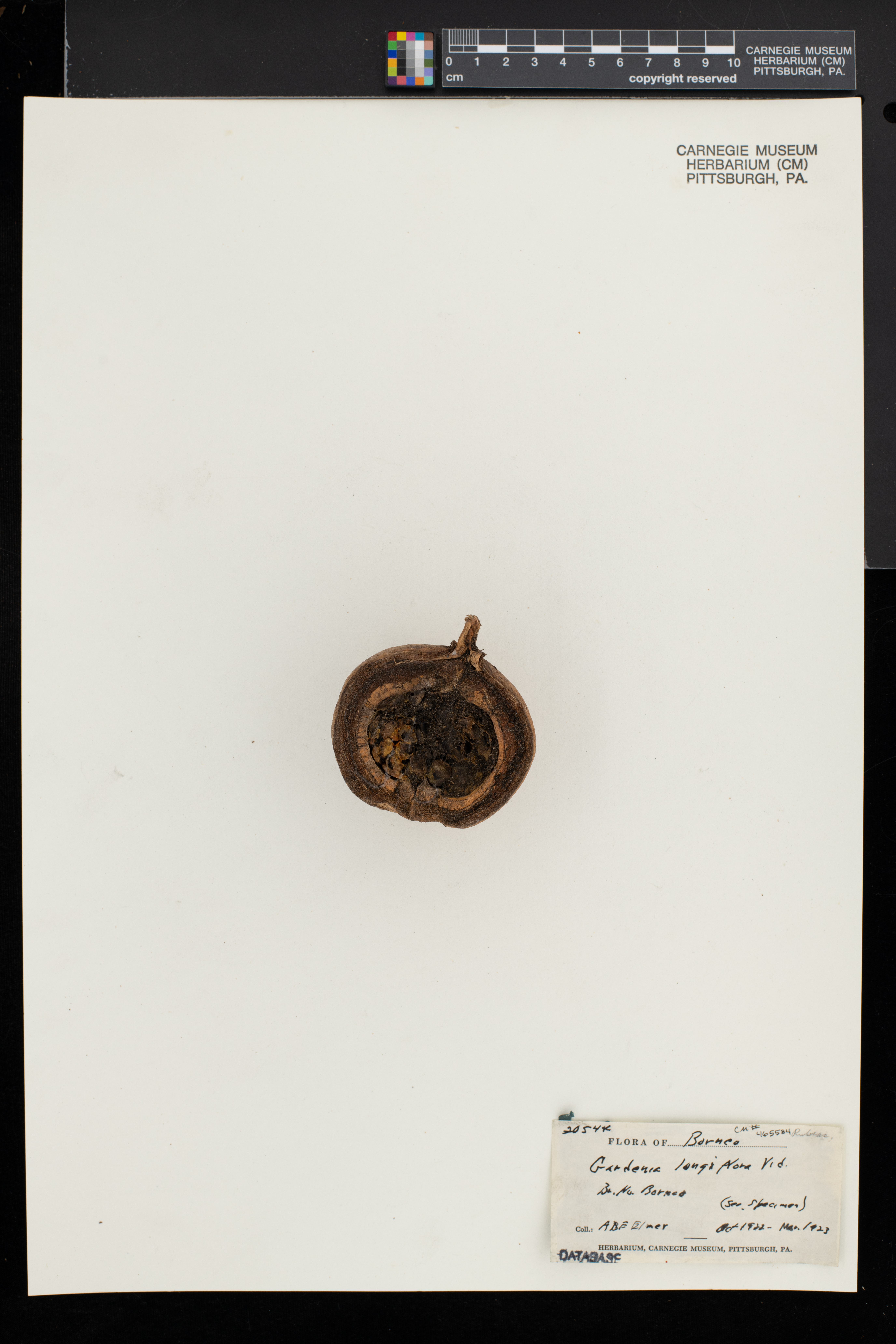 Gardenia longiflora image