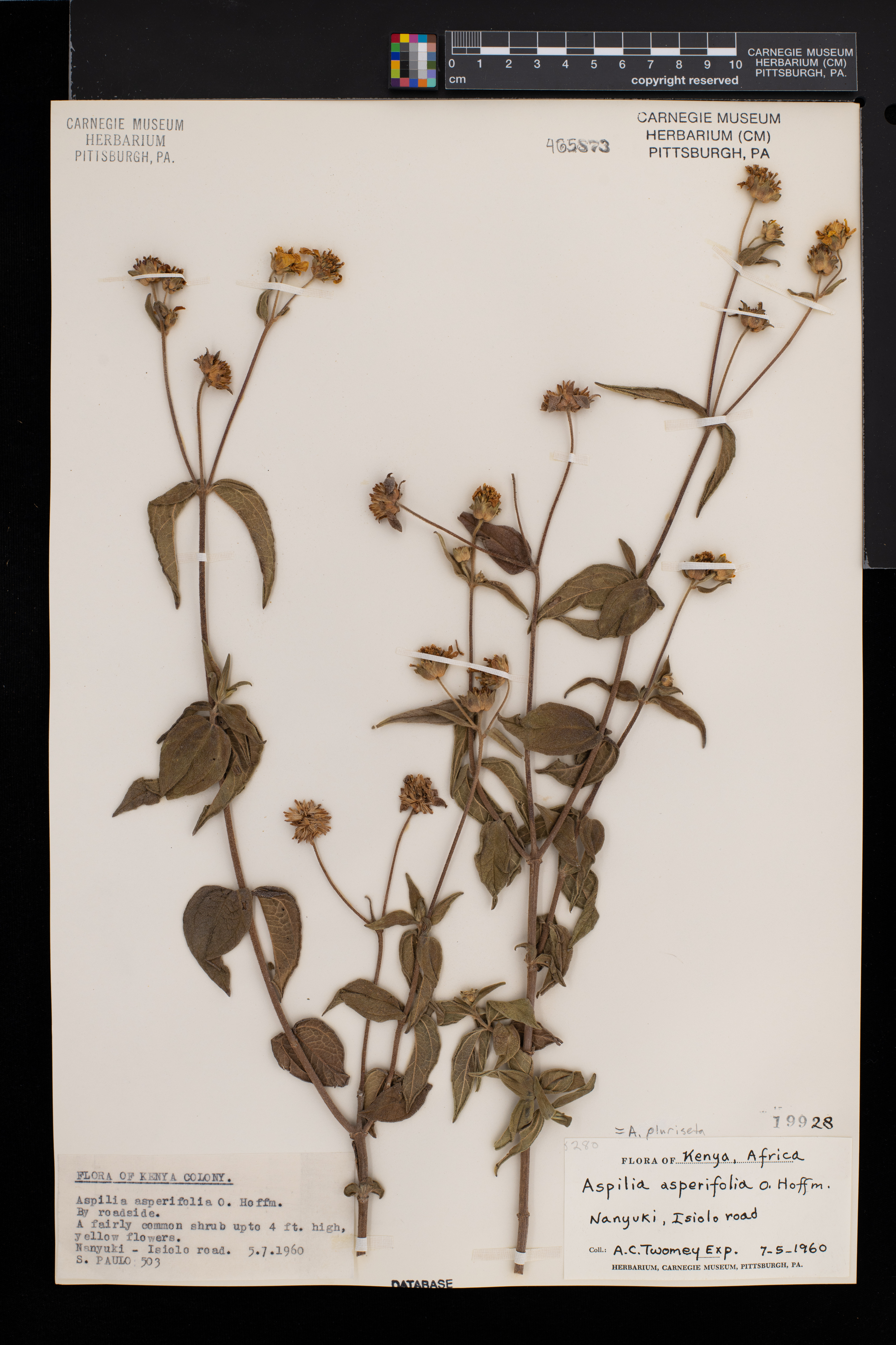 Aspilia pluriseta subsp. pluriseta image
