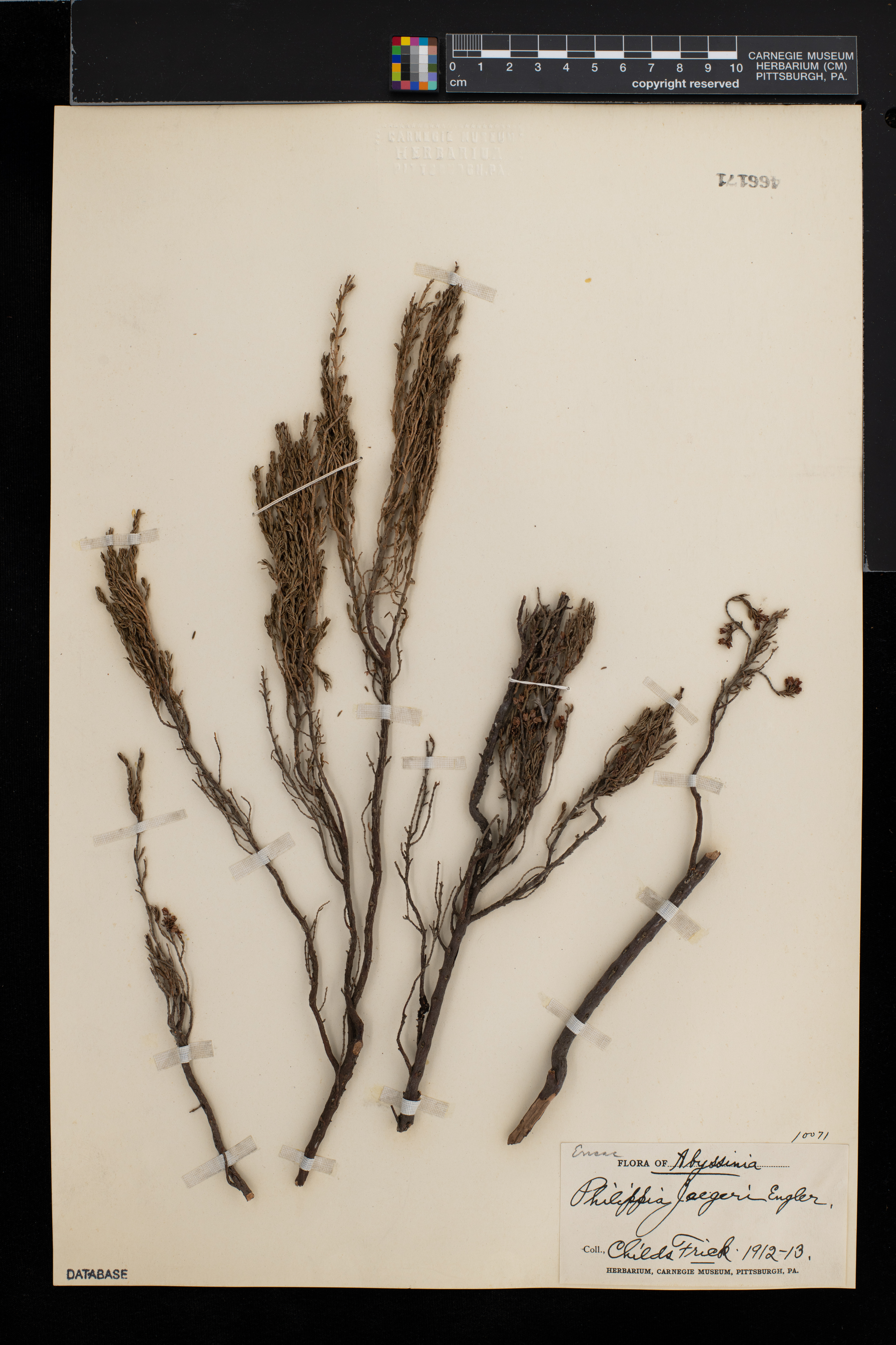 Erica trimera image