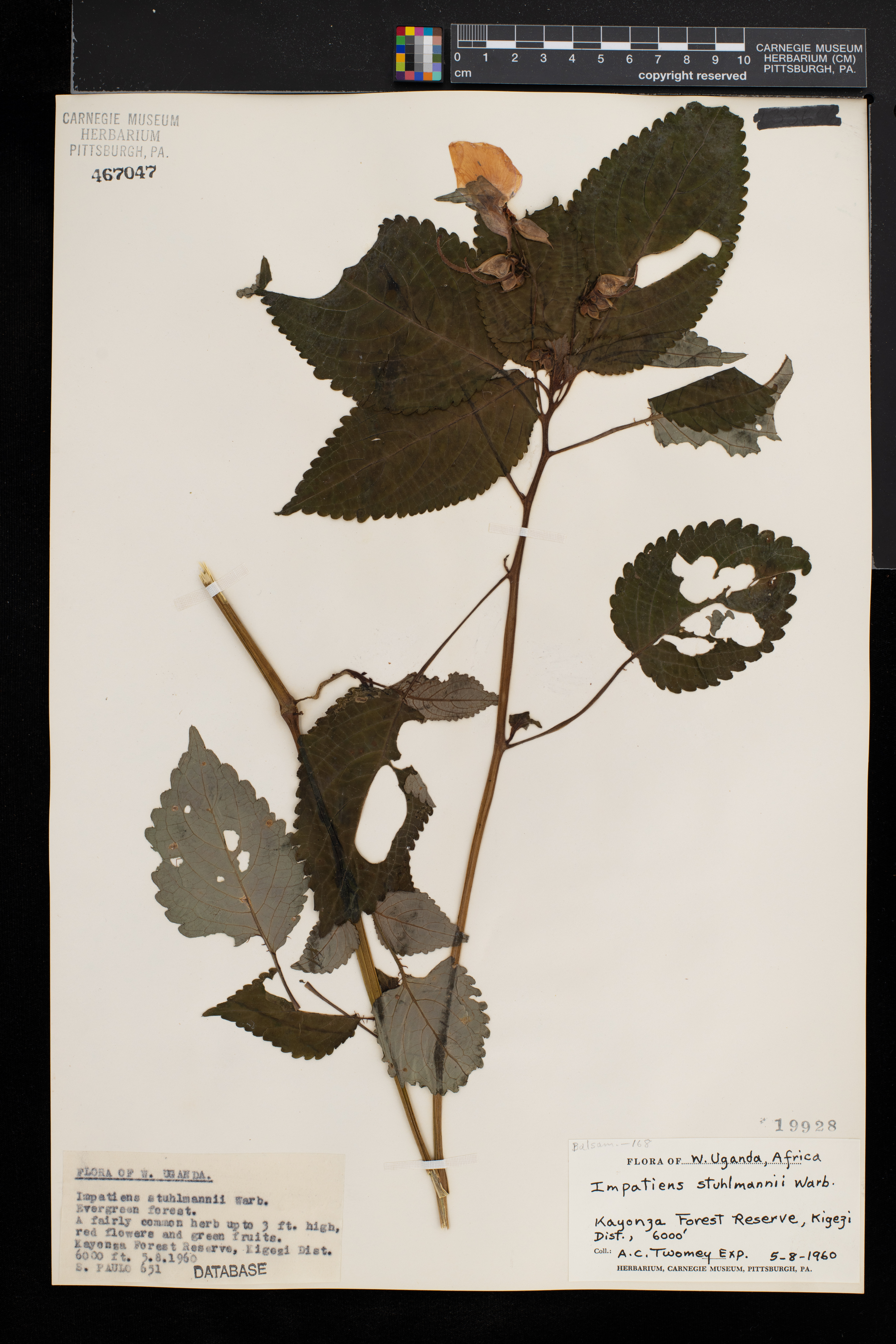 Impatiens stuhlmannii image