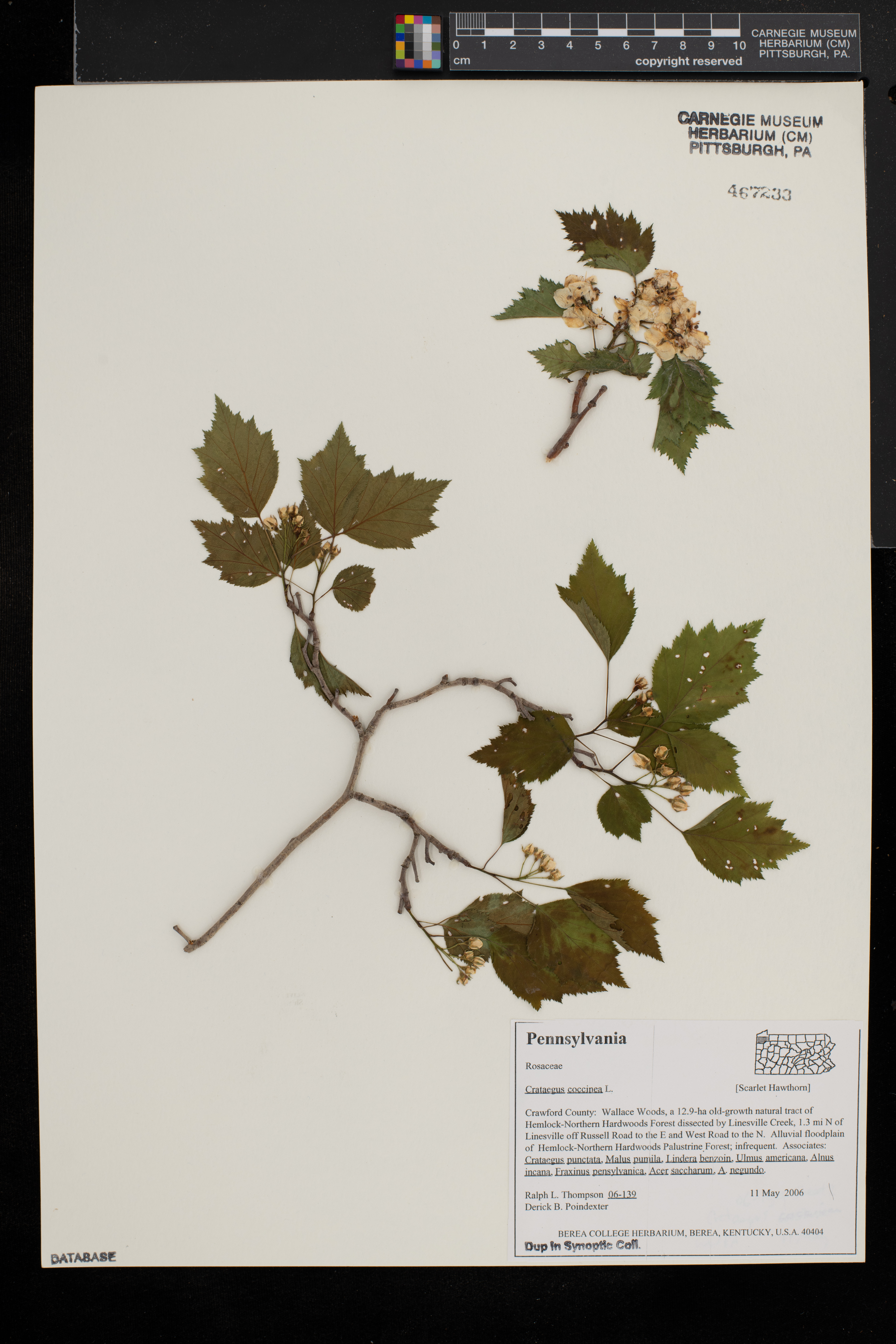 Crataegus coccinea image