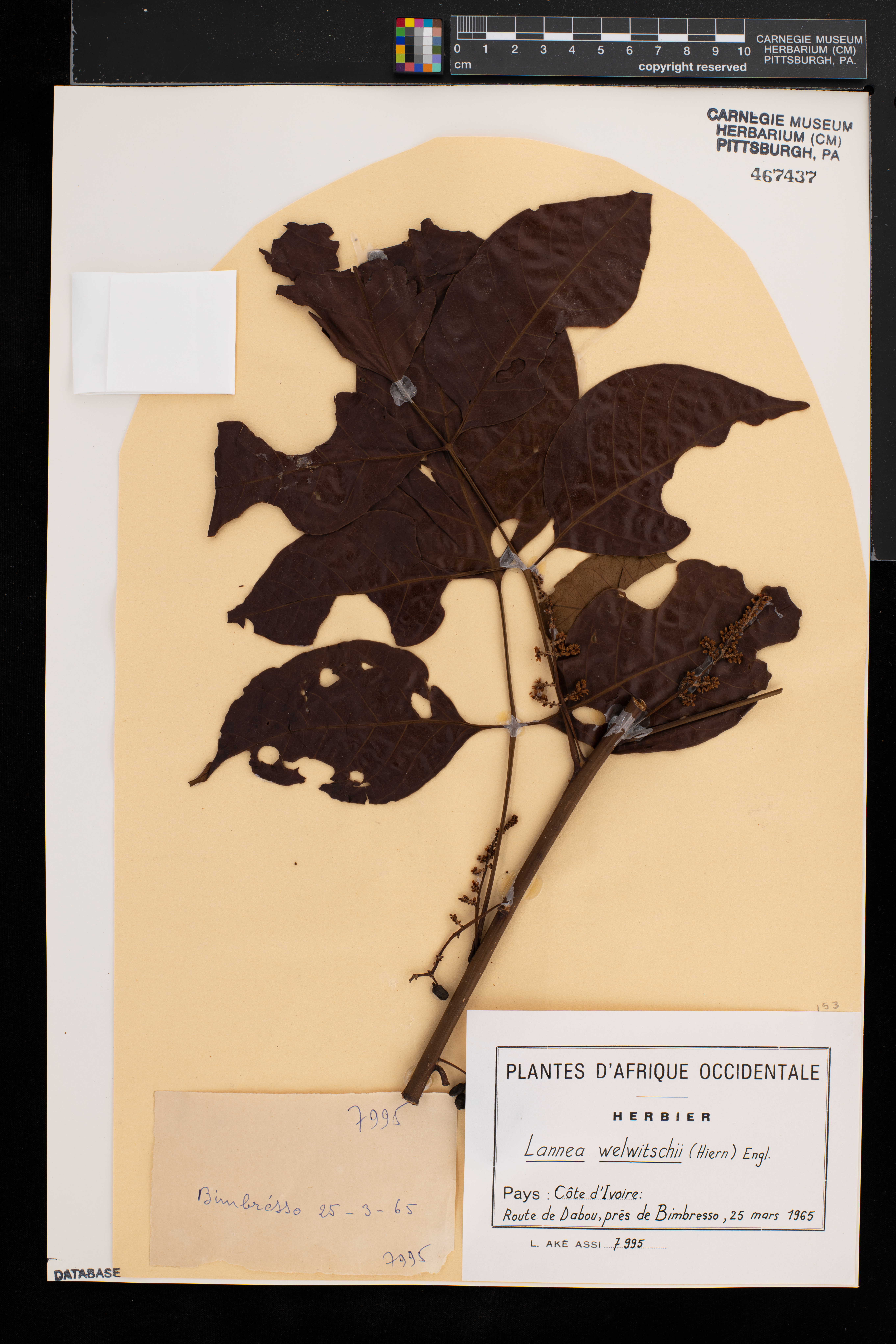 Lannea welwitschii image