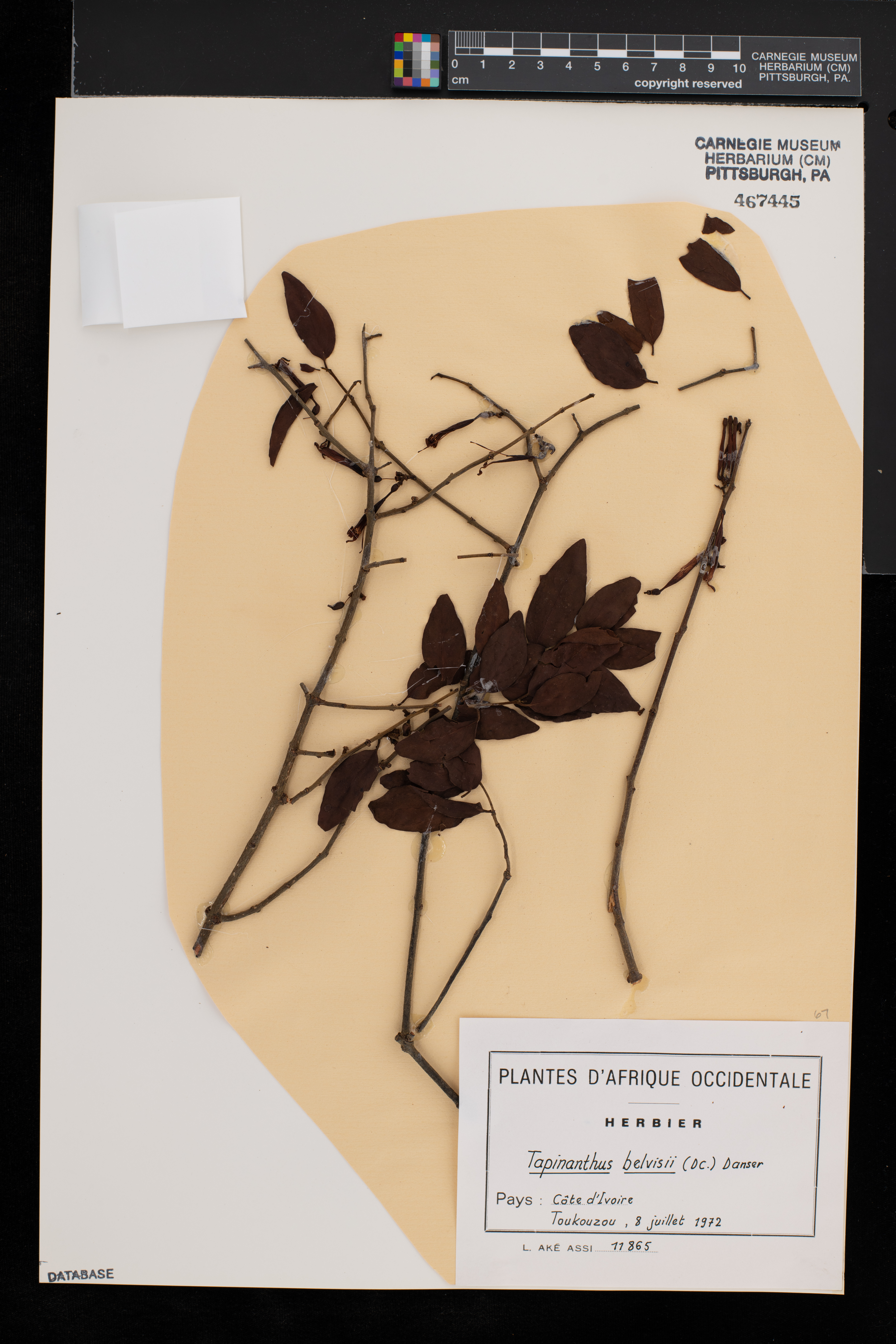 Tapinanthus belvisii image