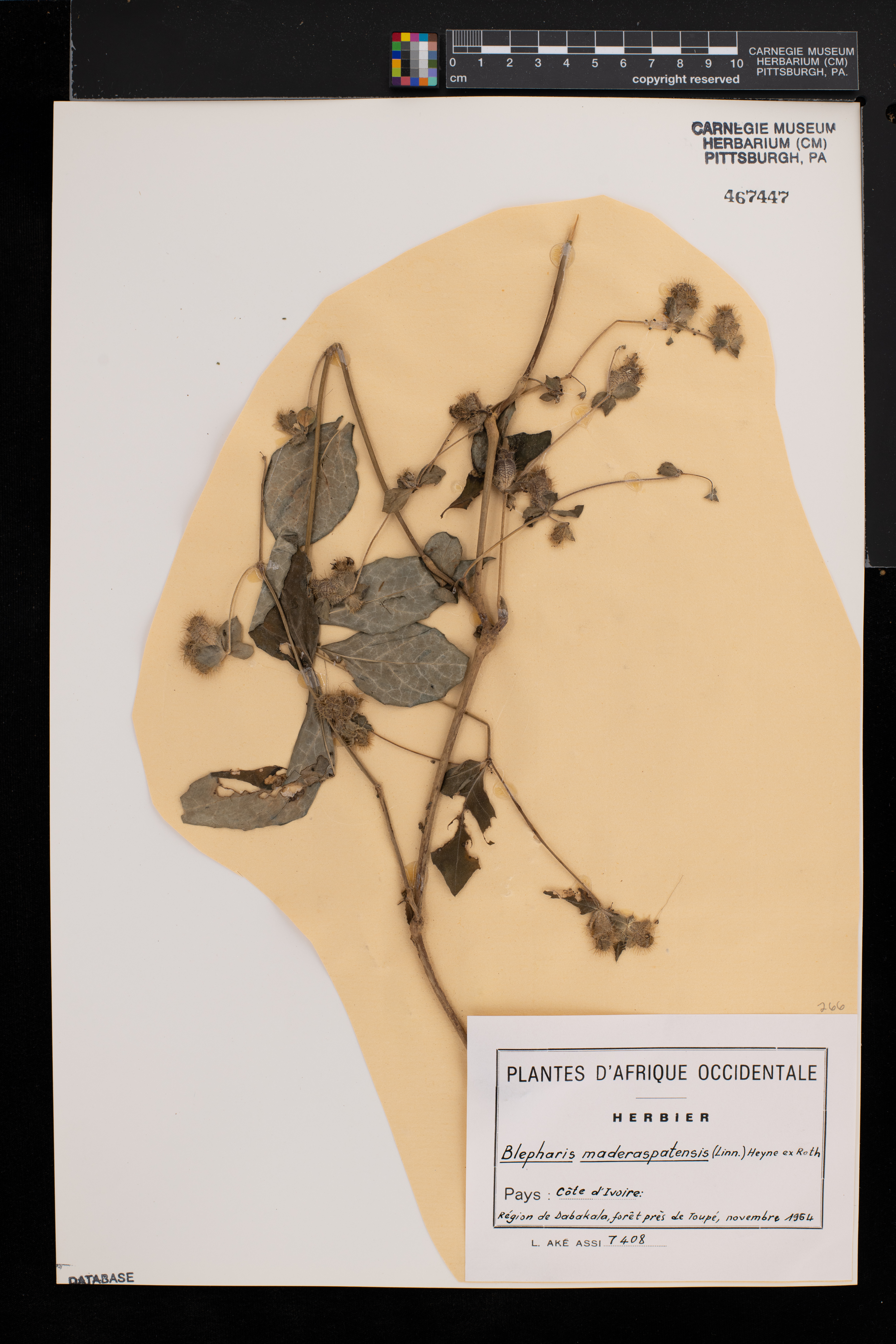 Blepharis maderaspatensis image