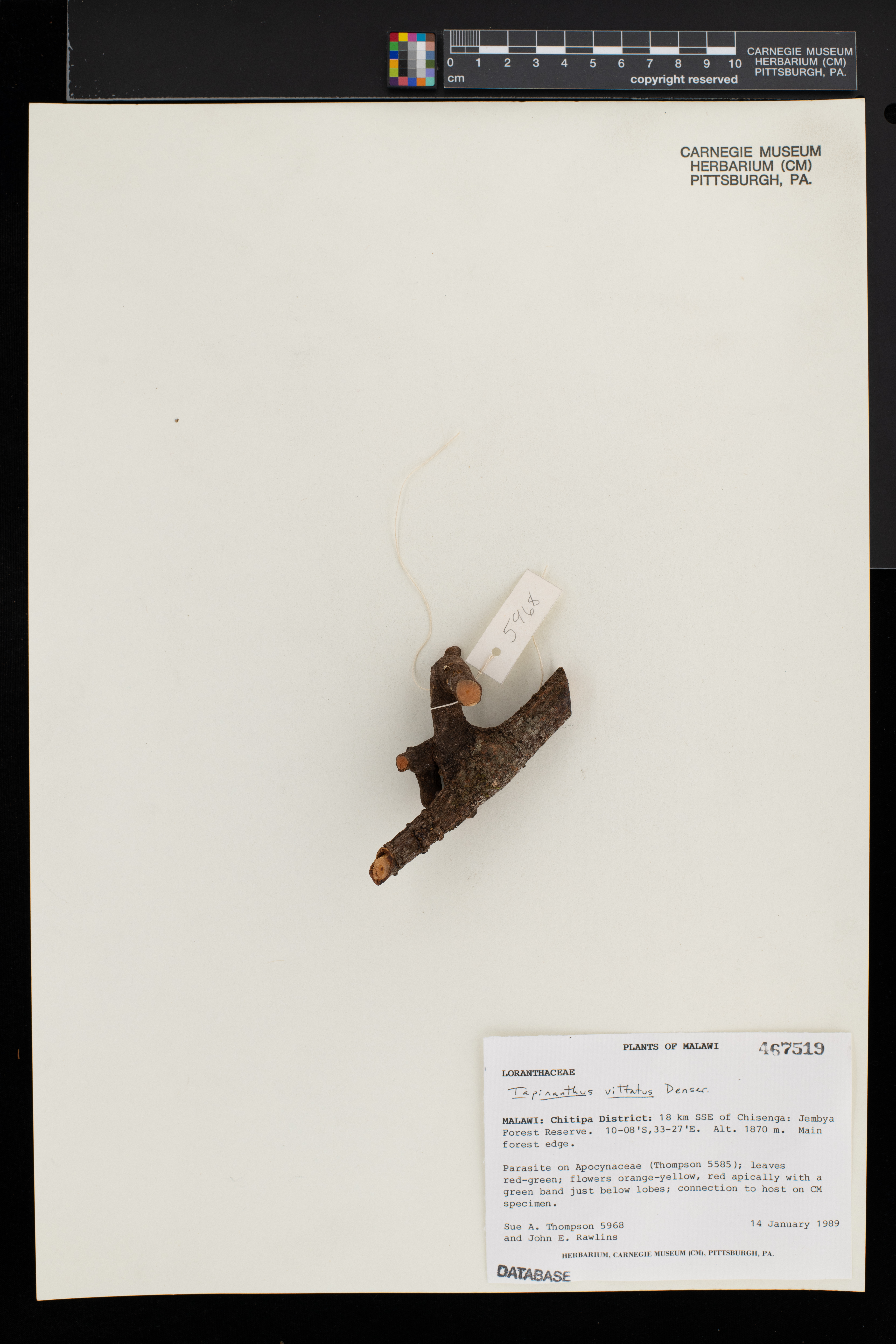 Agelanthus zizyphifolius image