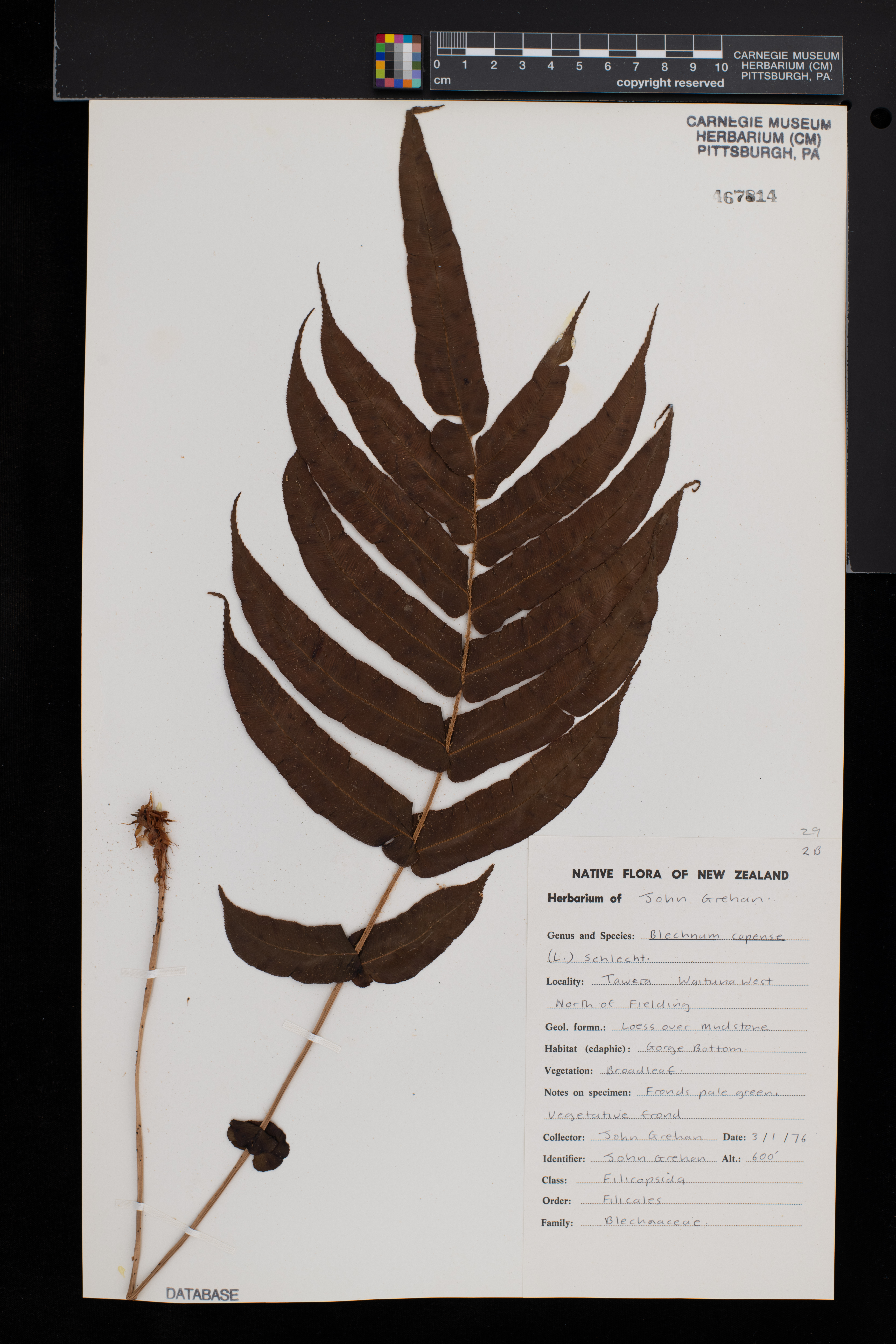 Blechnum capense image