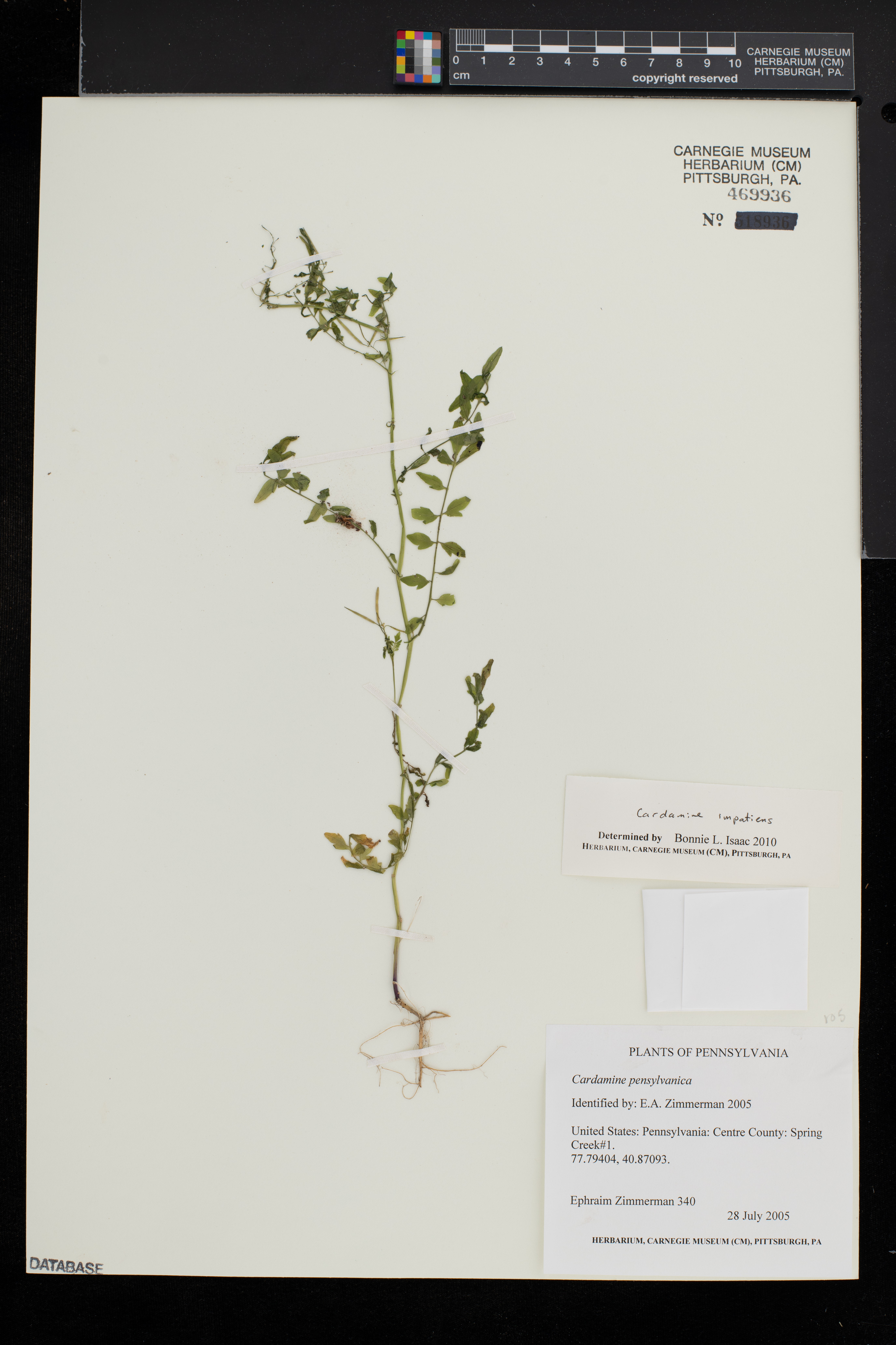 Cardamine impatiens image