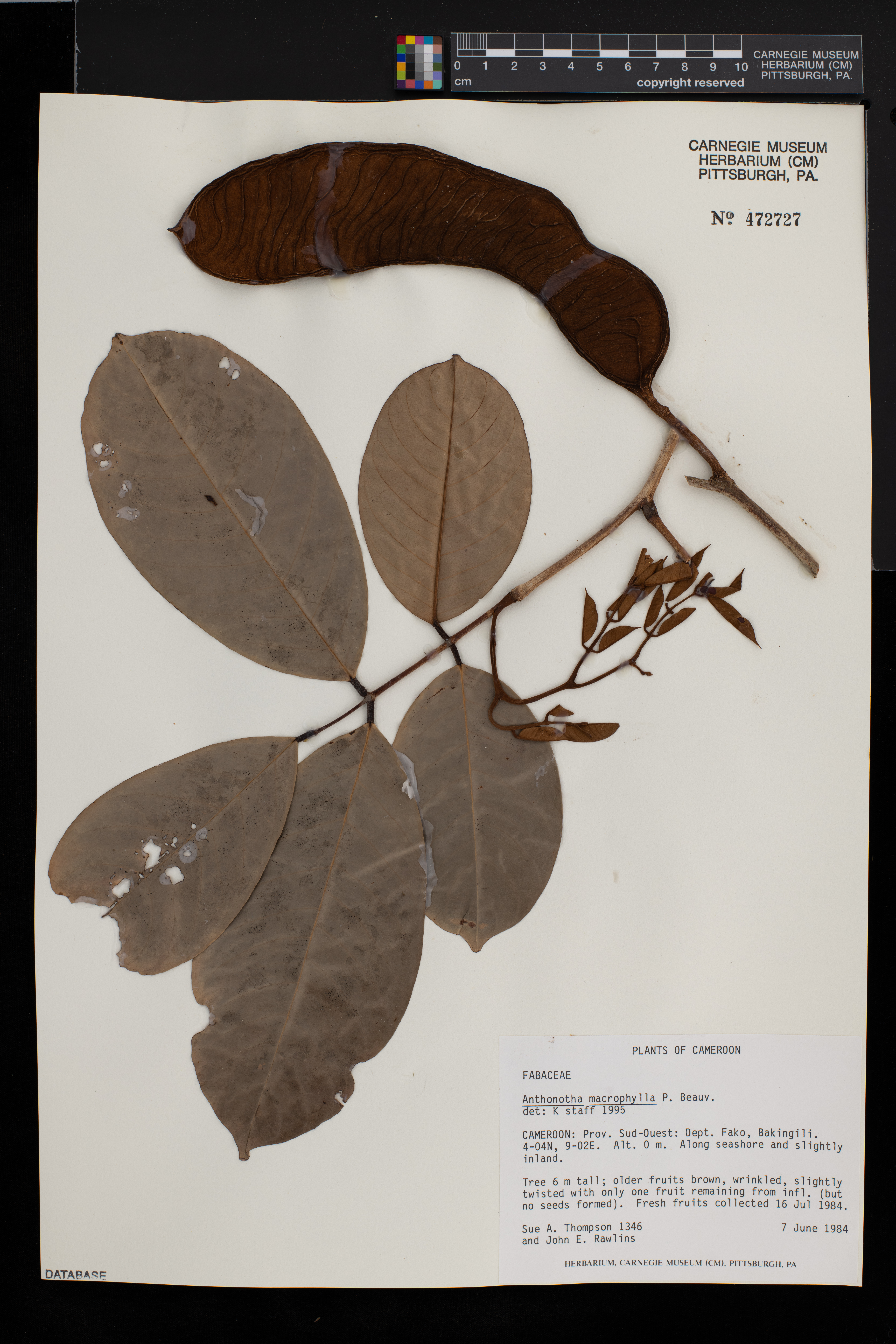 Anthonotha macrophylla image