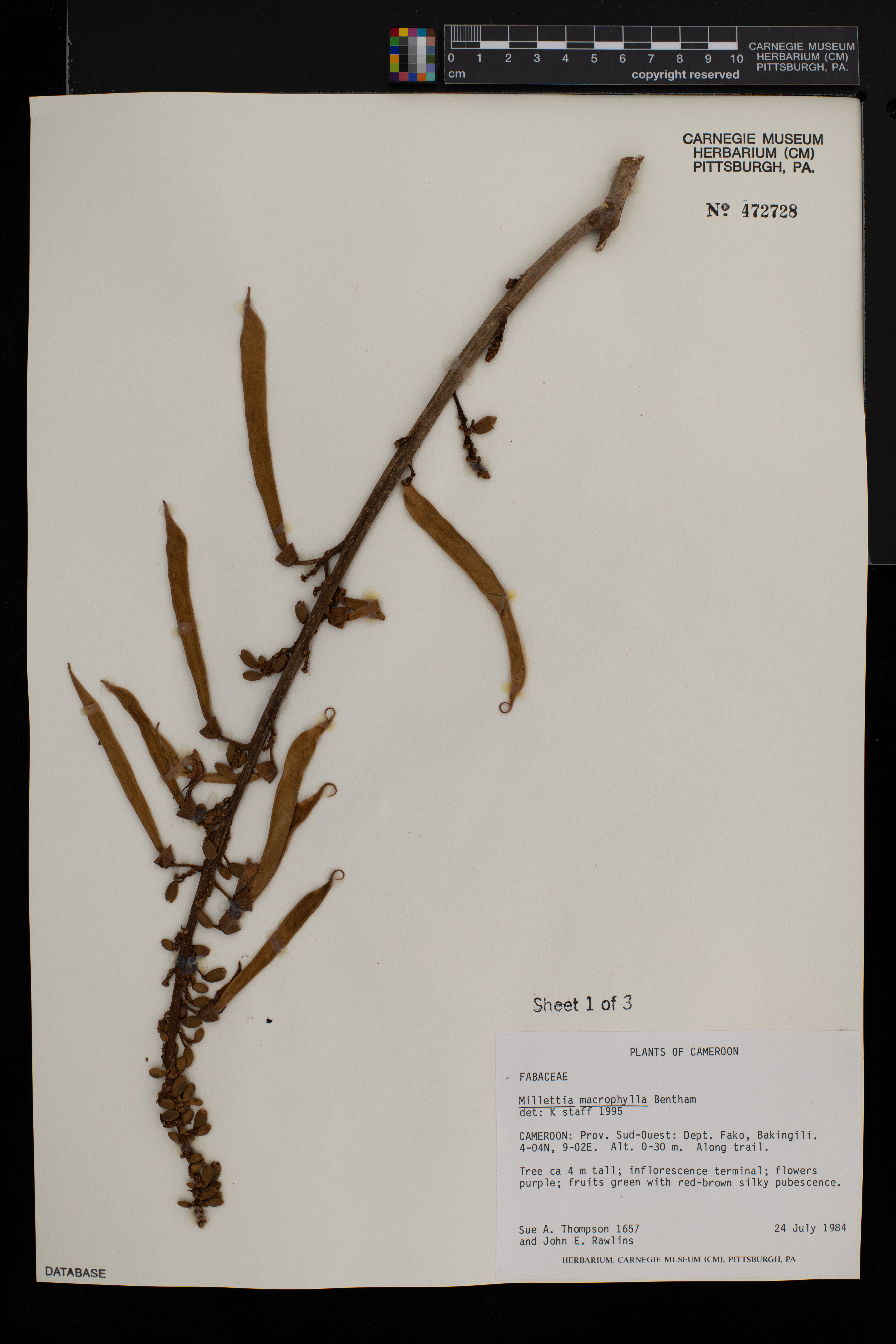 Millettia macrophylla image