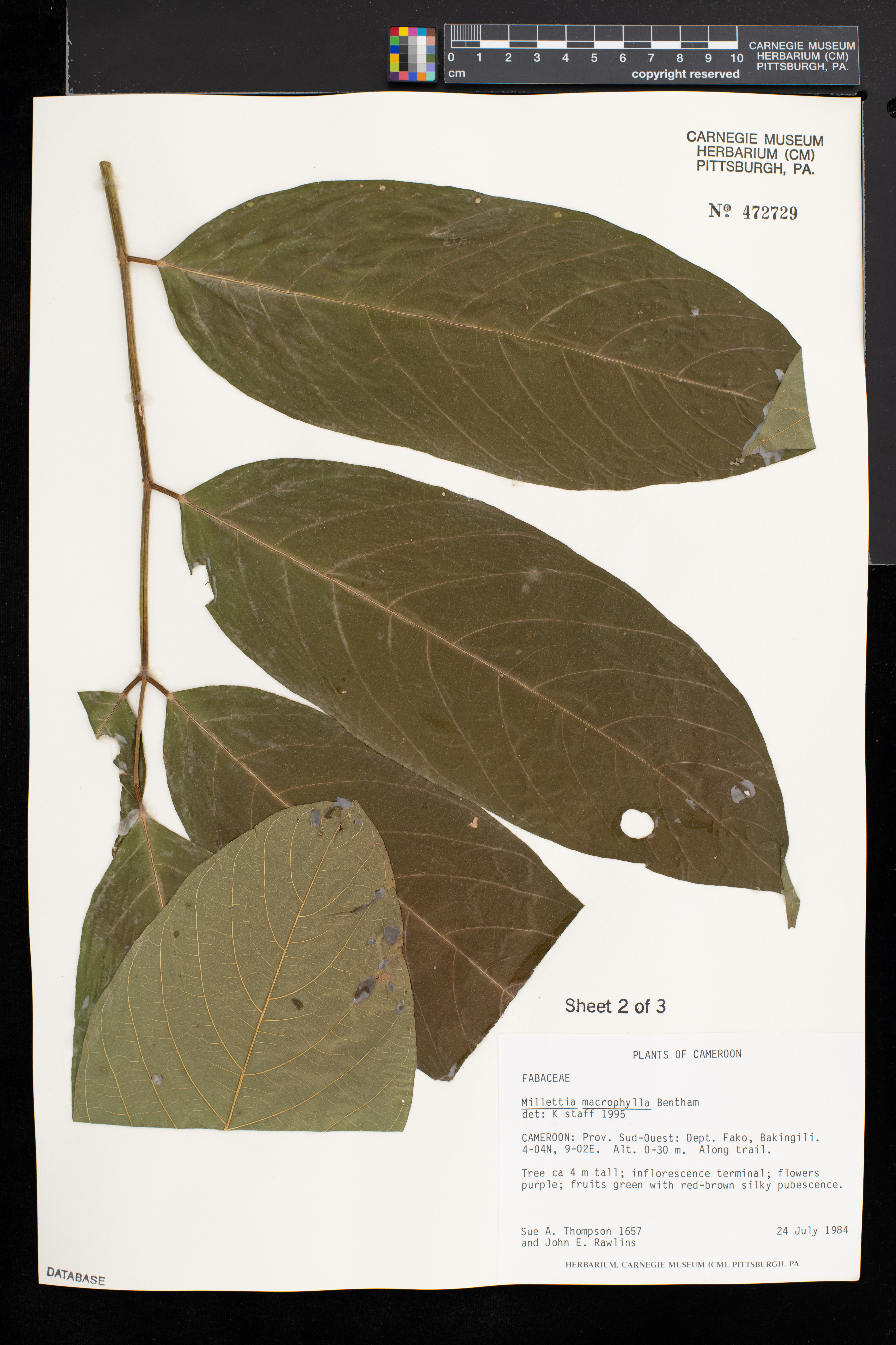 Millettia macrophylla image