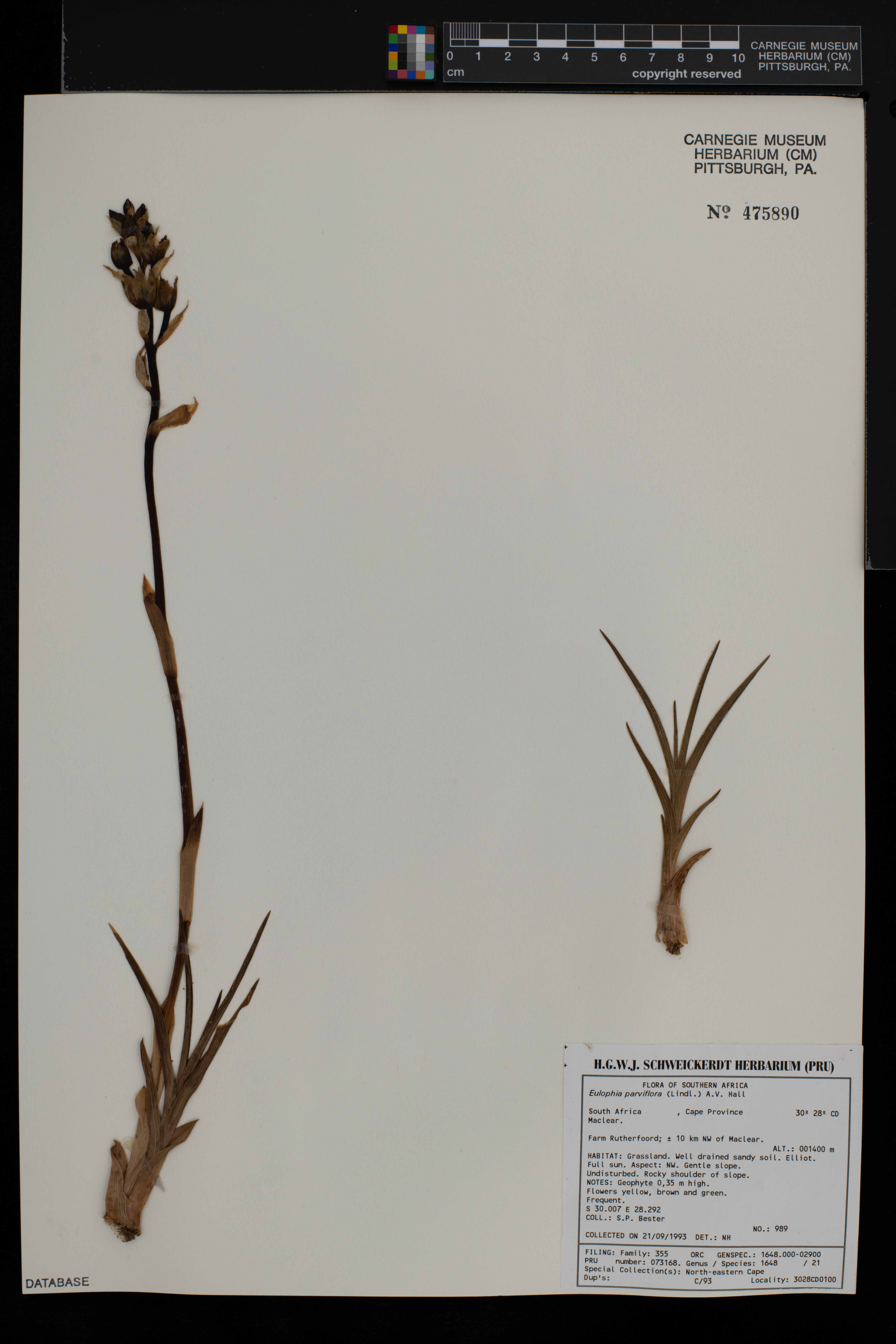 Eulophia parviflora image