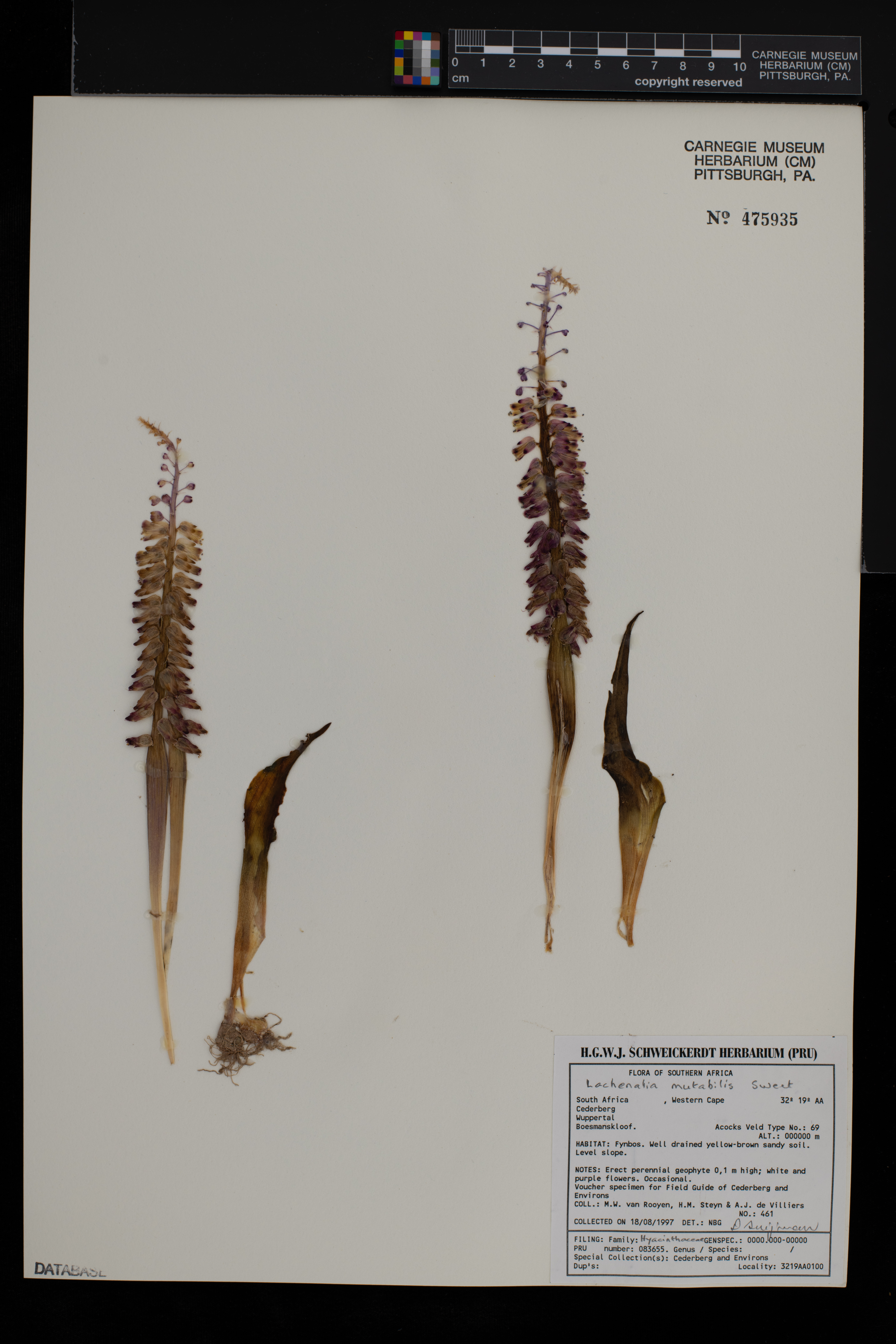Lachenalia mutabilis image