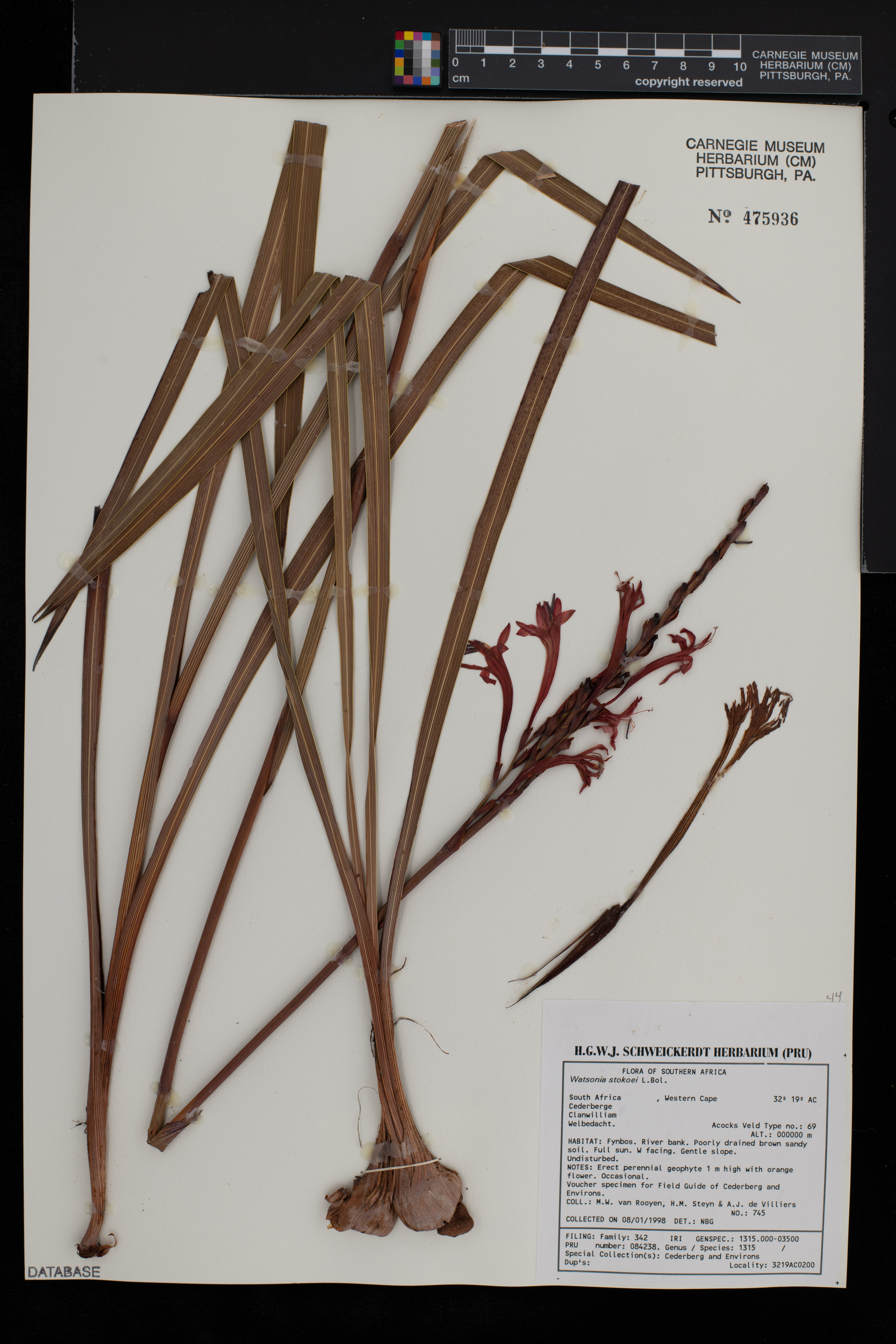 Watsonia stokoei image