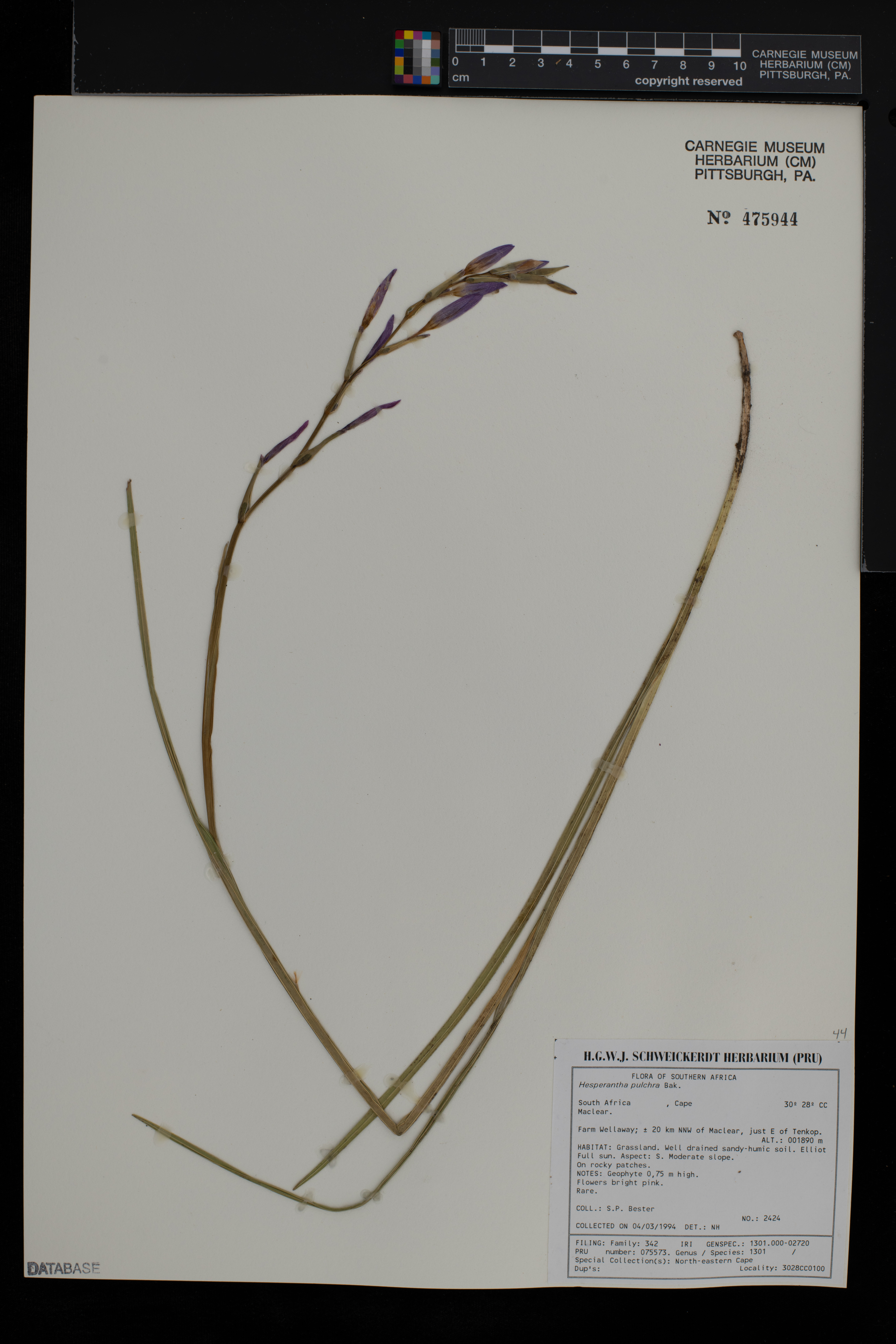 Hesperantha pulchra image