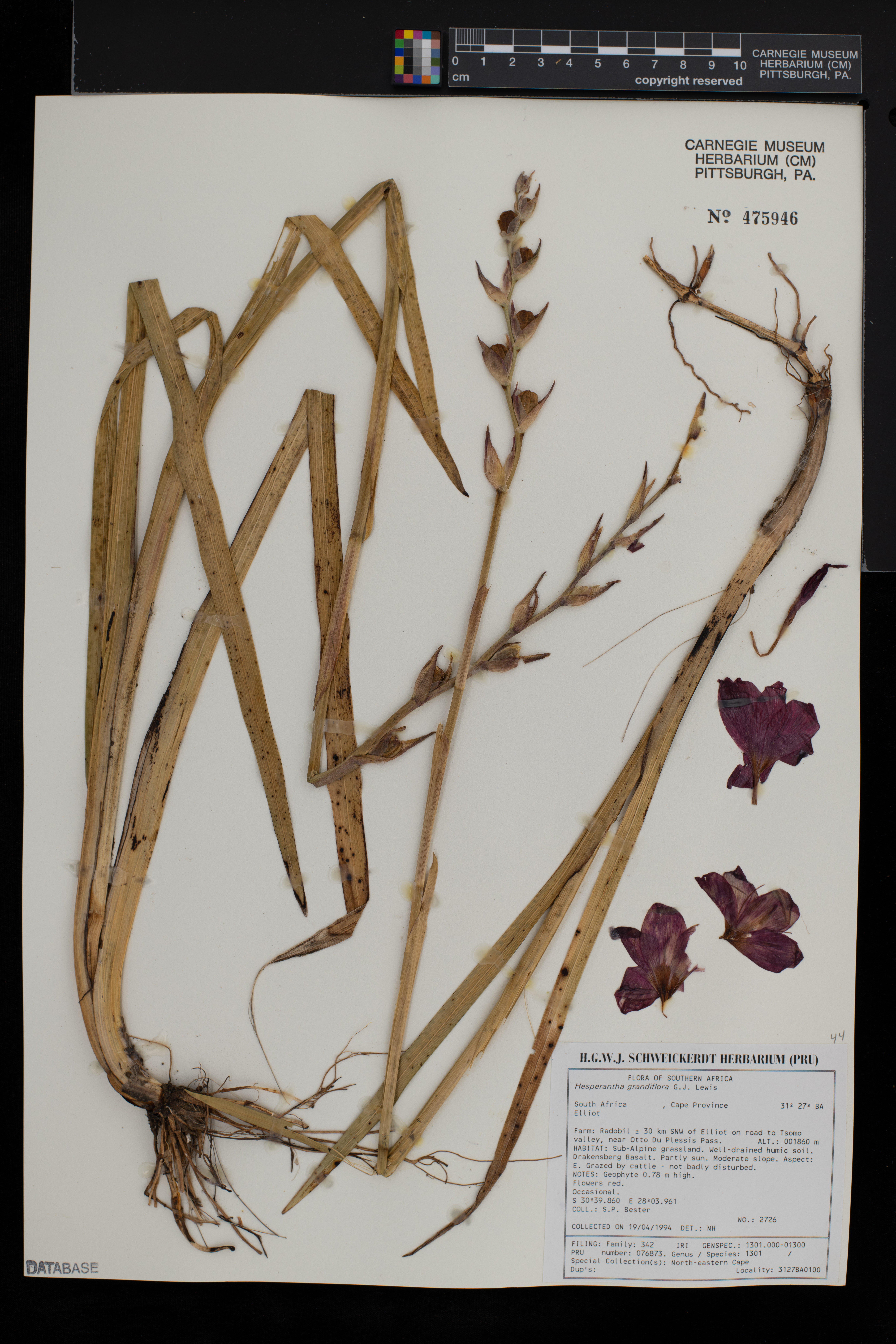 Hesperantha grandiflora image