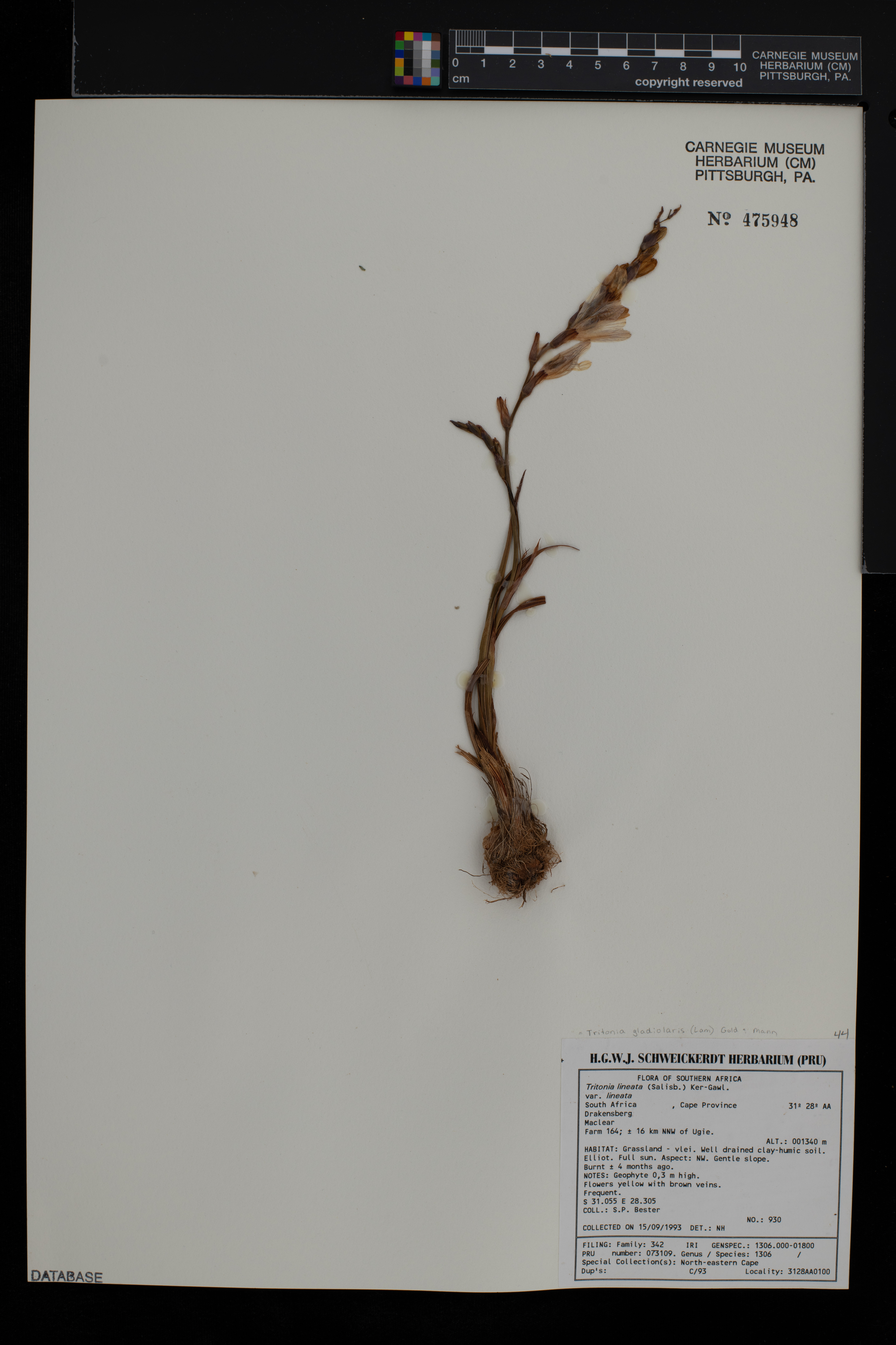 Tritonia gladiolaris image