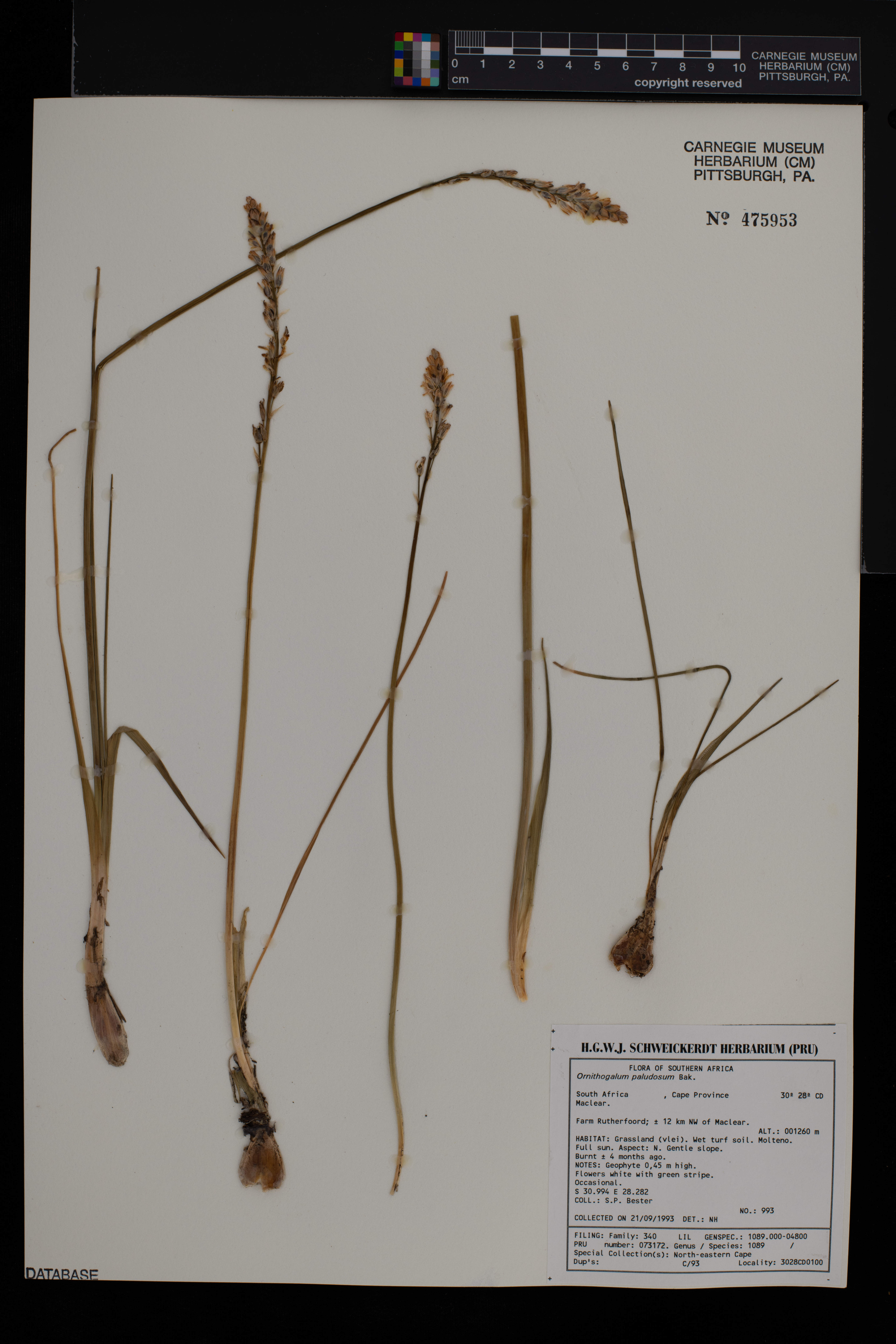 Ornithogalum paludosum image