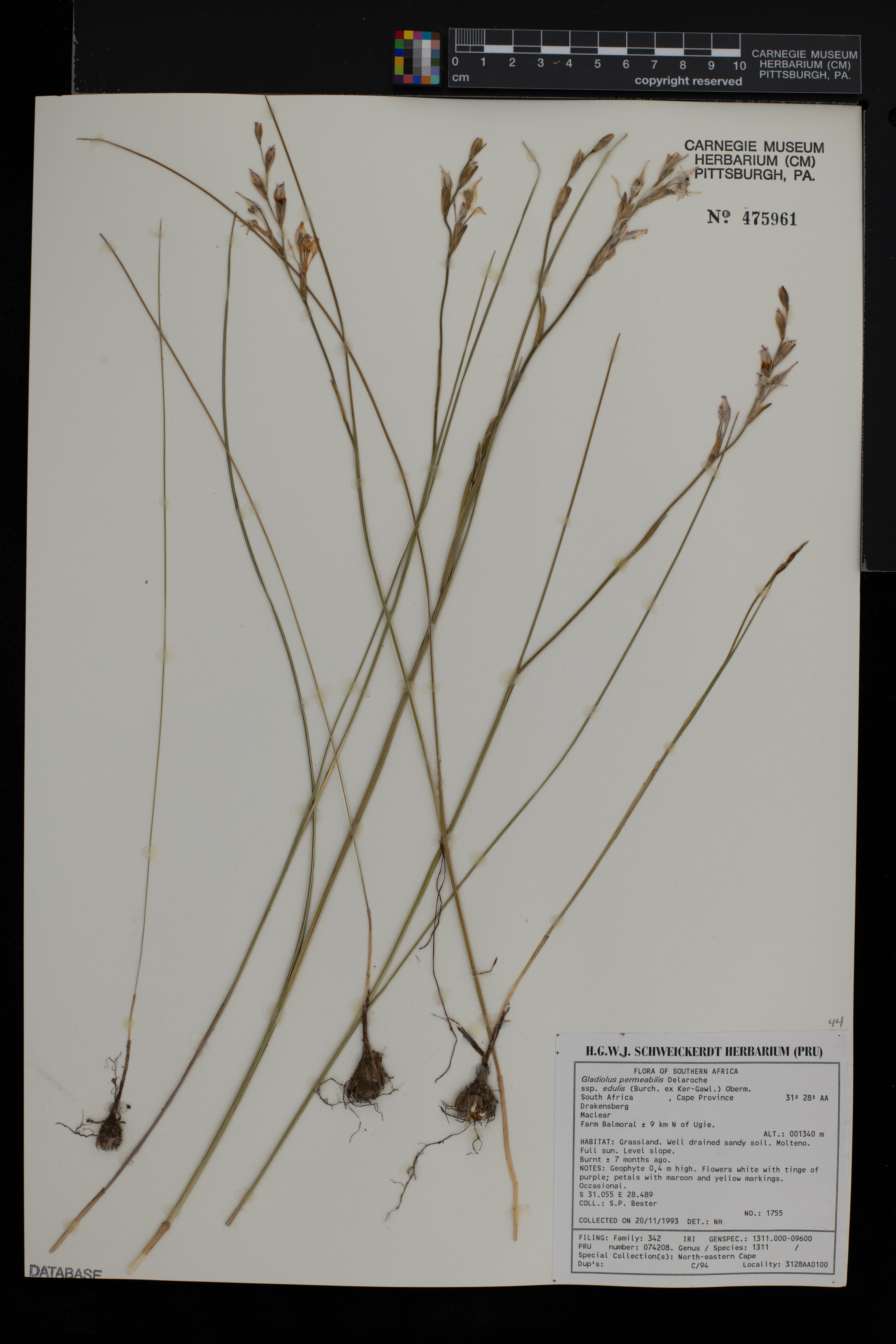 Gladiolus permeabilis image
