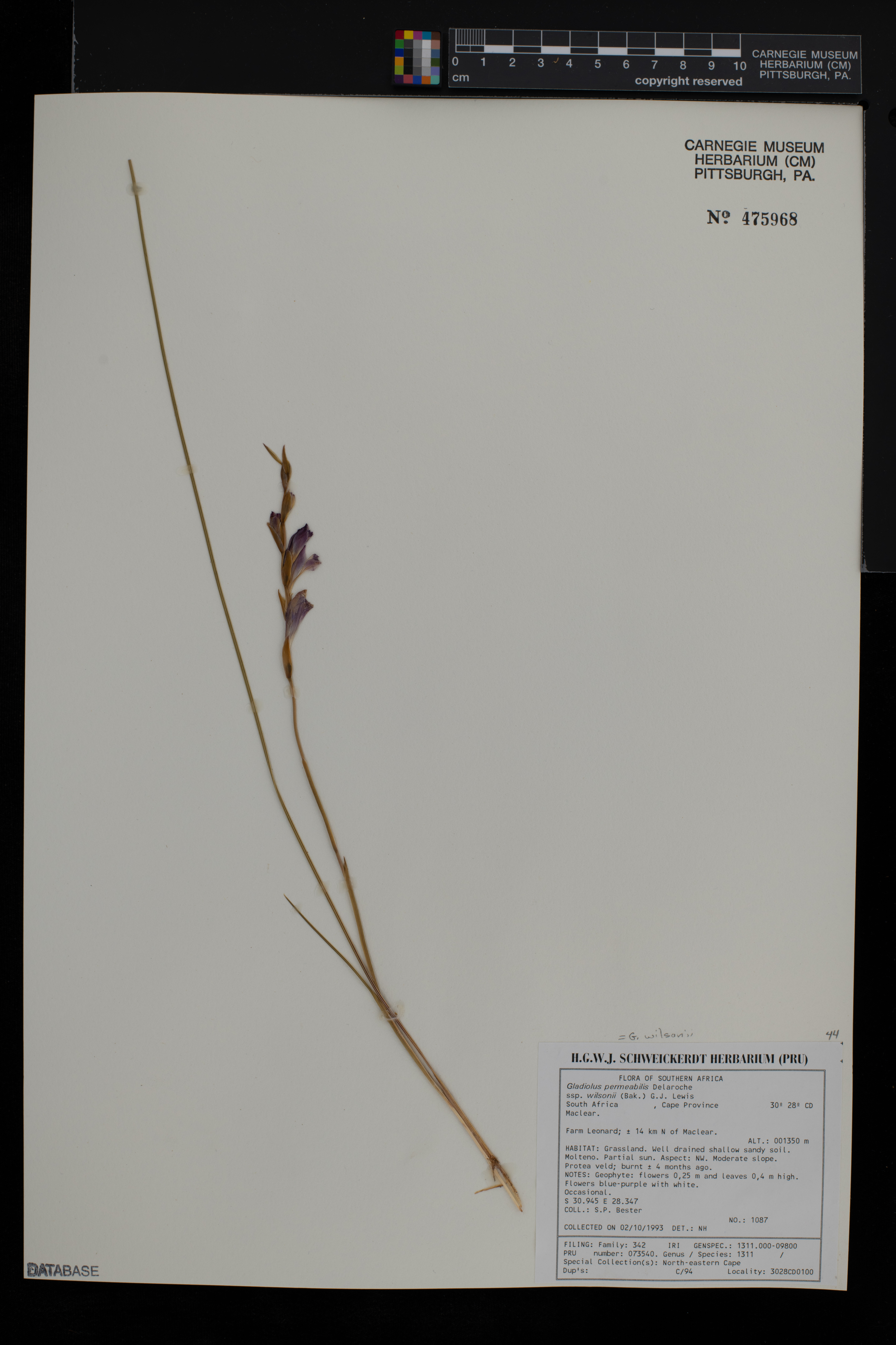 Gladiolus wilsonii image