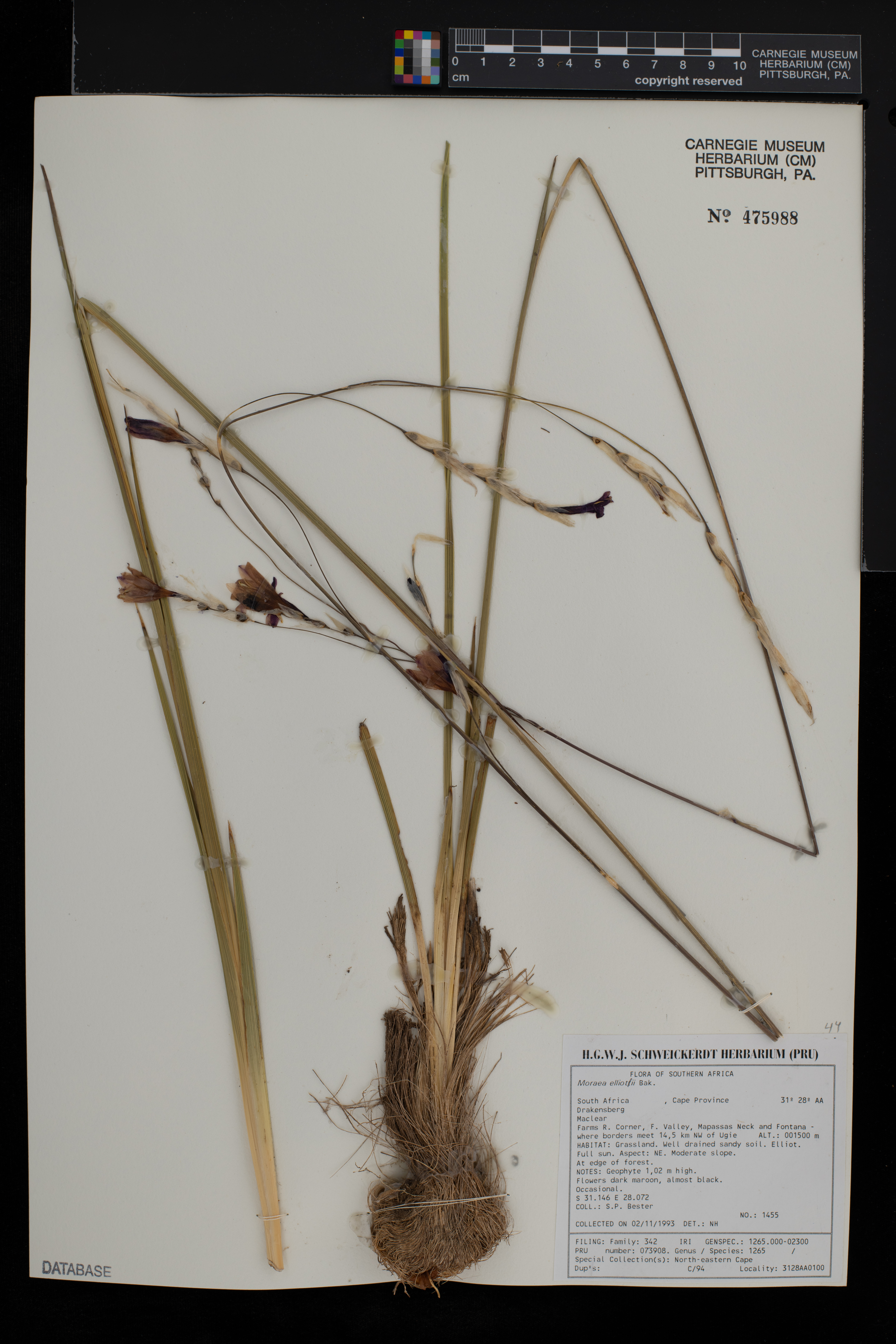 Moraea elliotii image