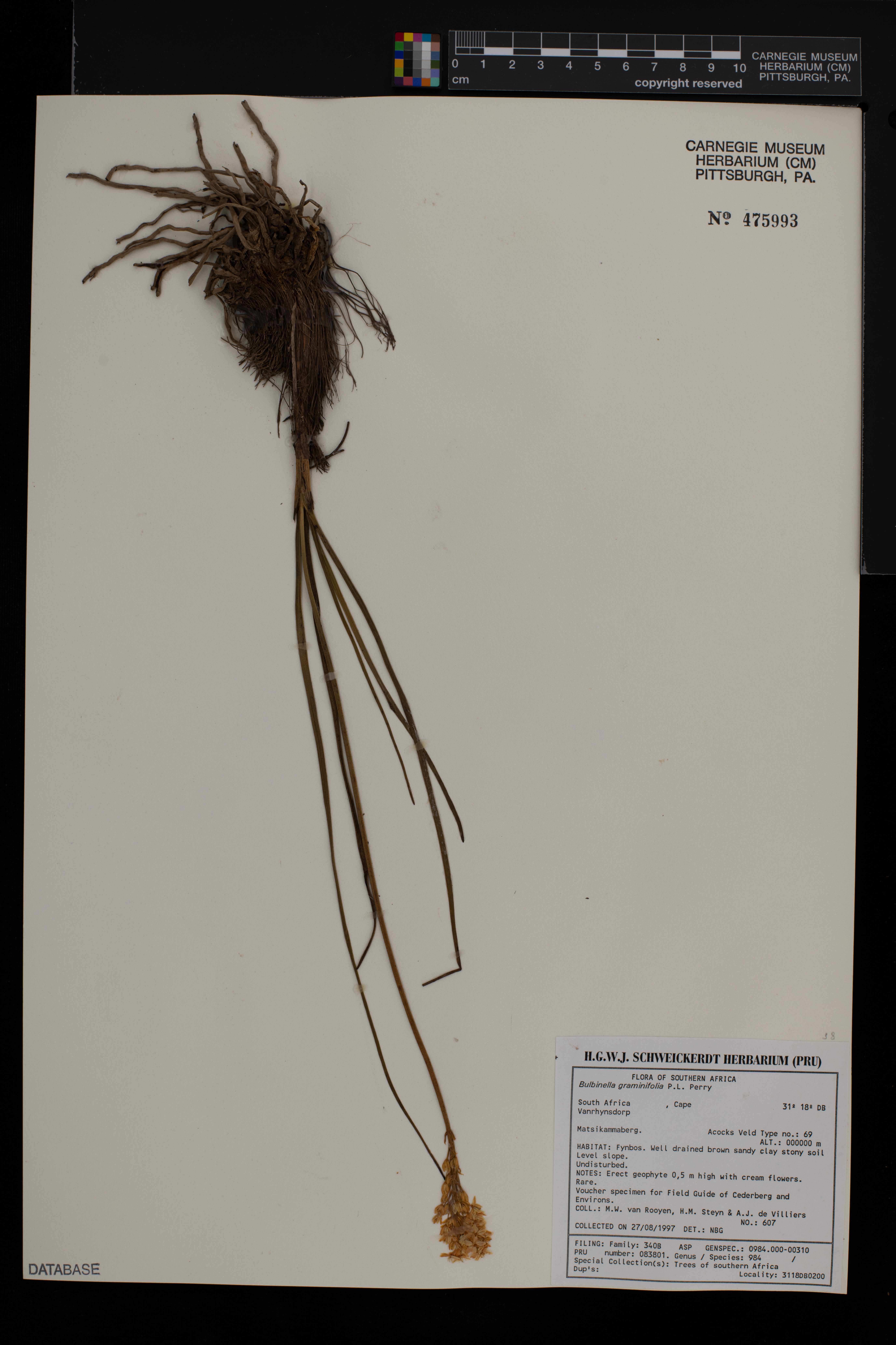 Bulbinella graminifolia image