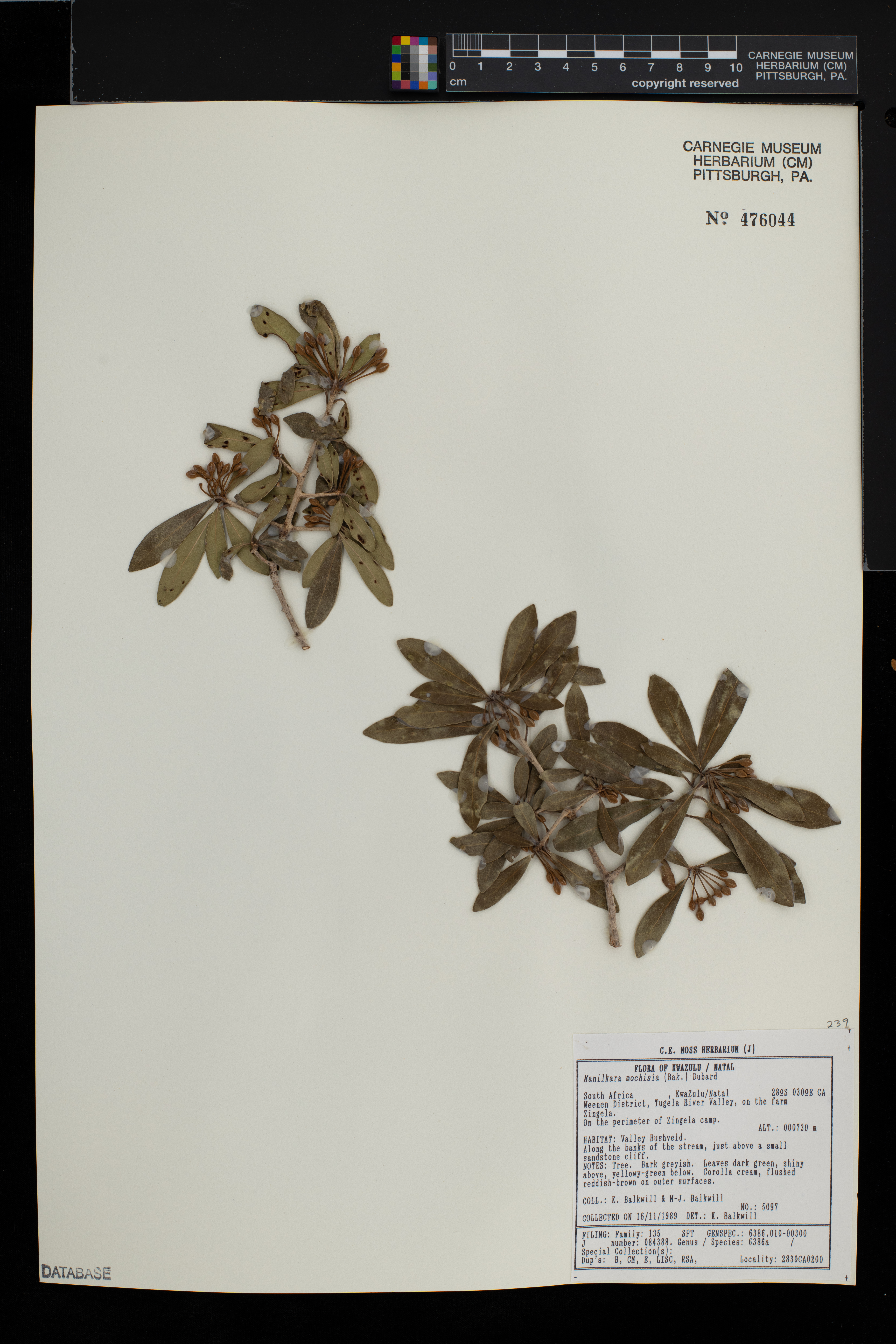 Manilkara mochisia image