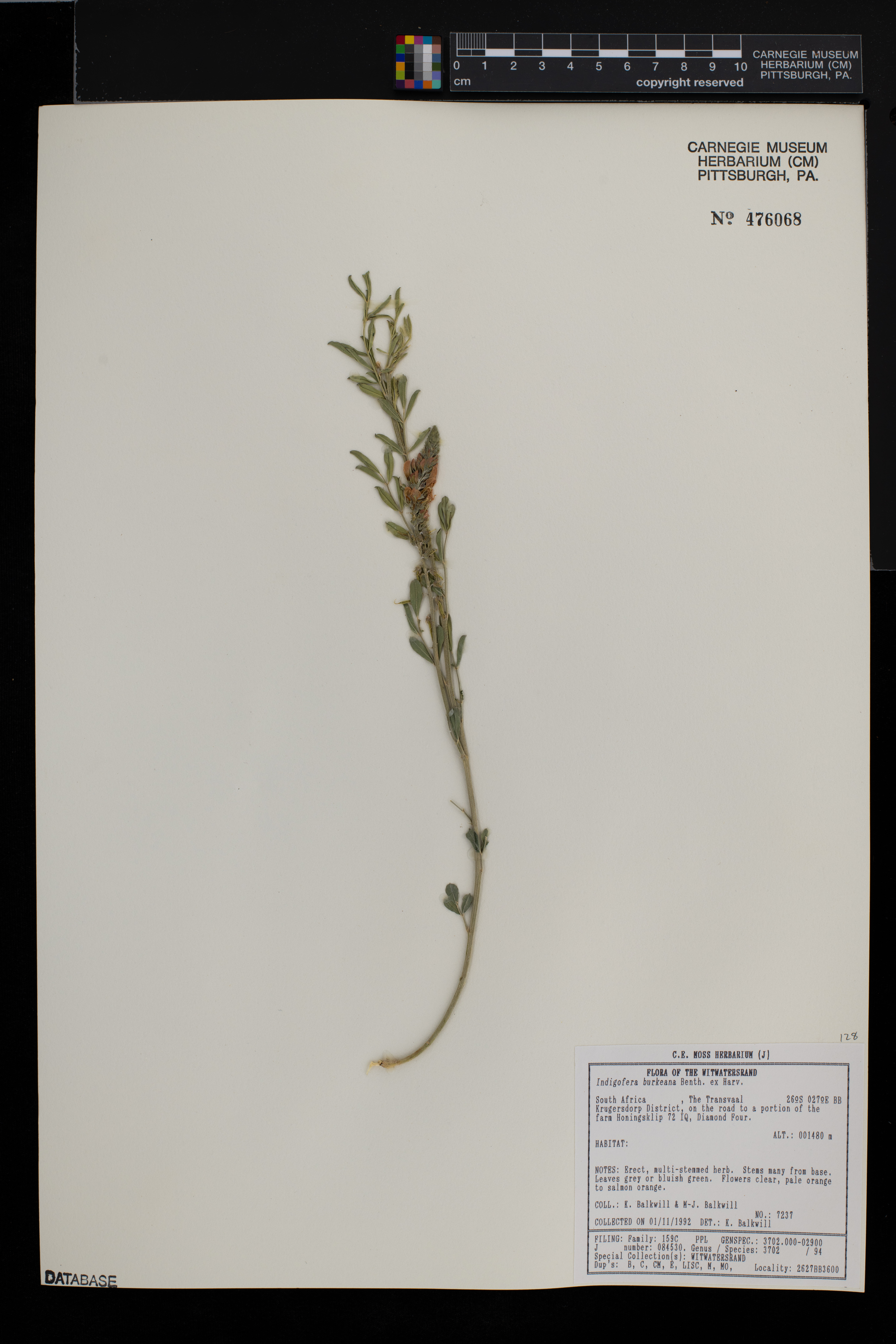 Indigastrum burkeanum image