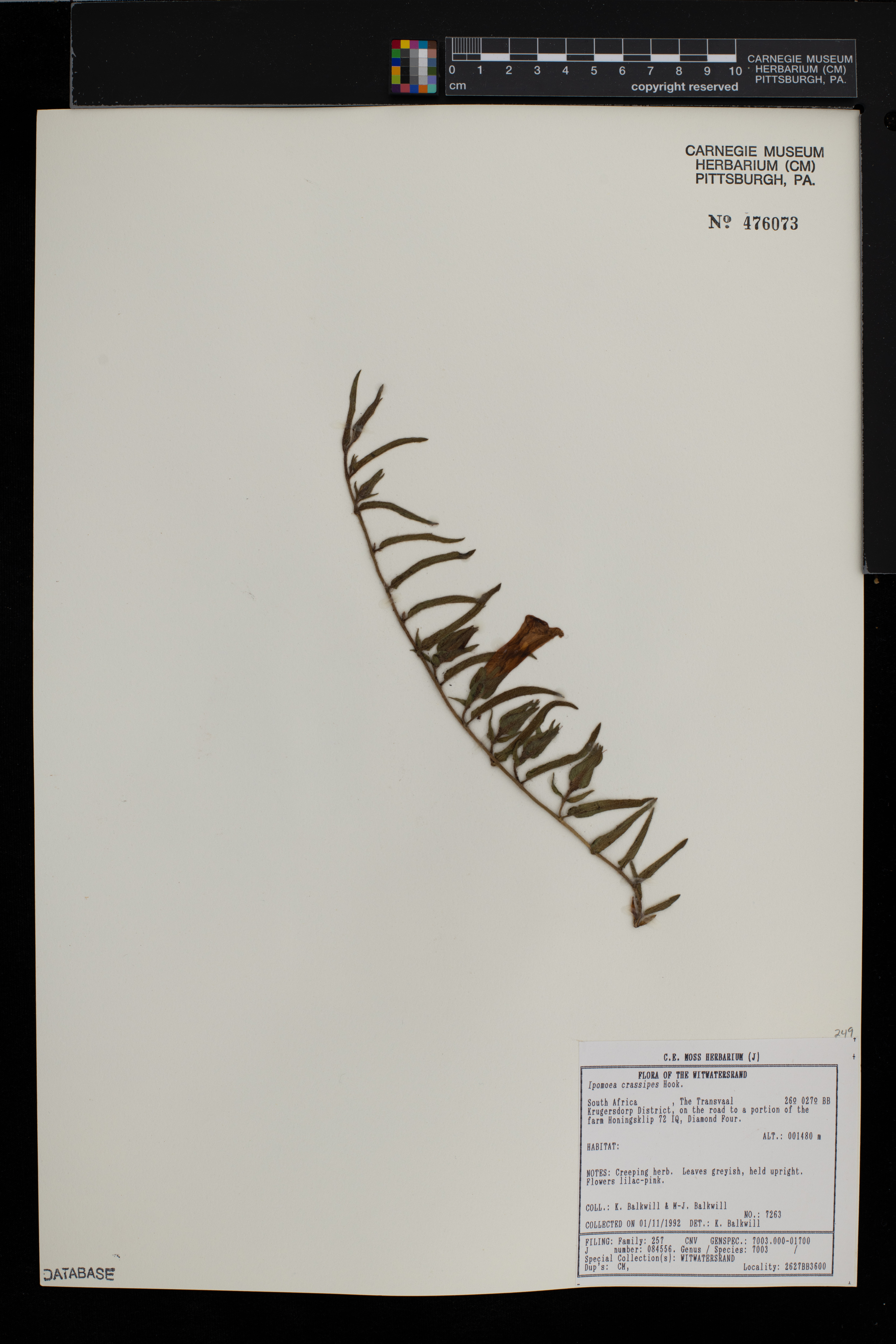 Ipomoea crassipes image