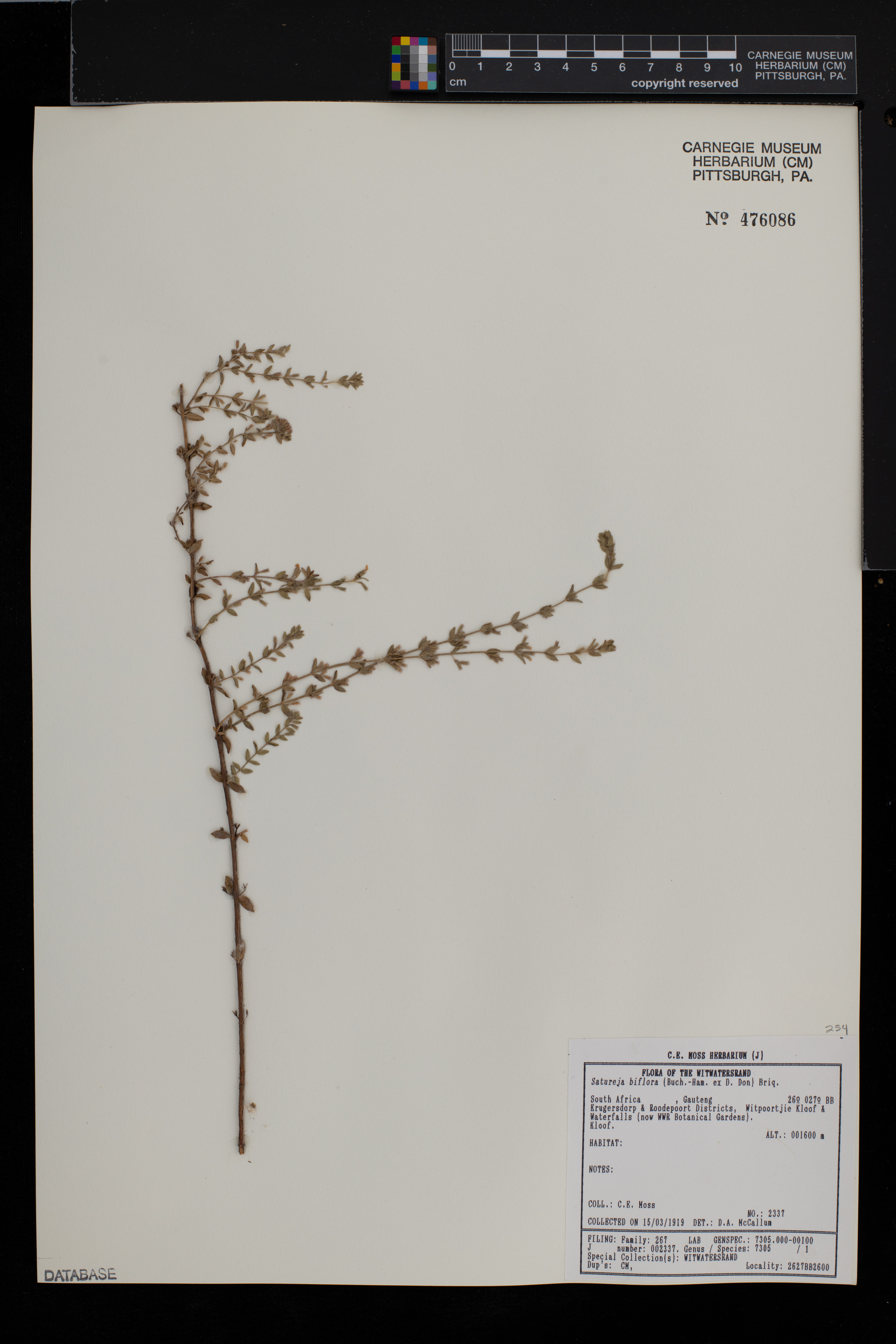 Micromeria biflora image