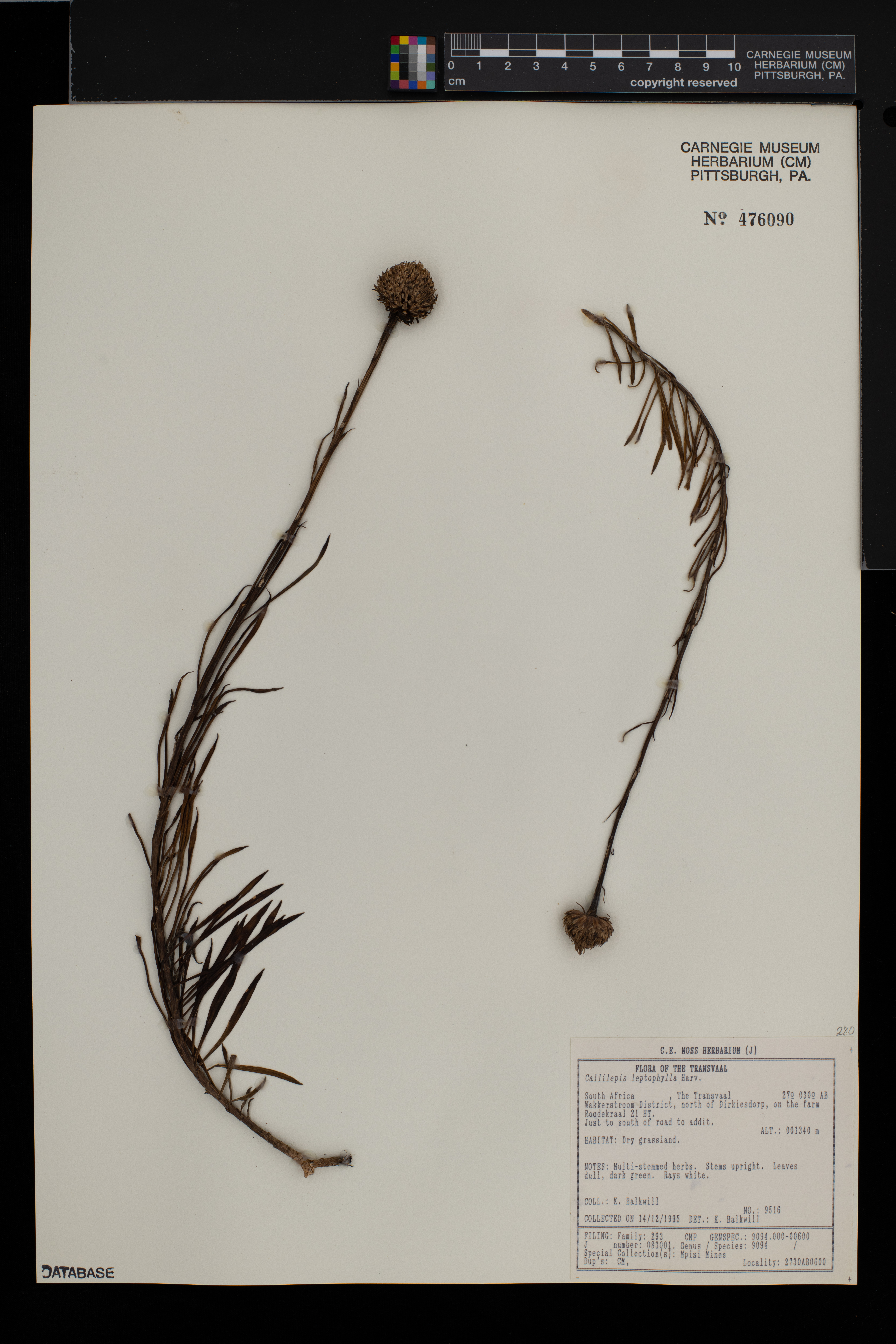 Callilepis leptophylla image