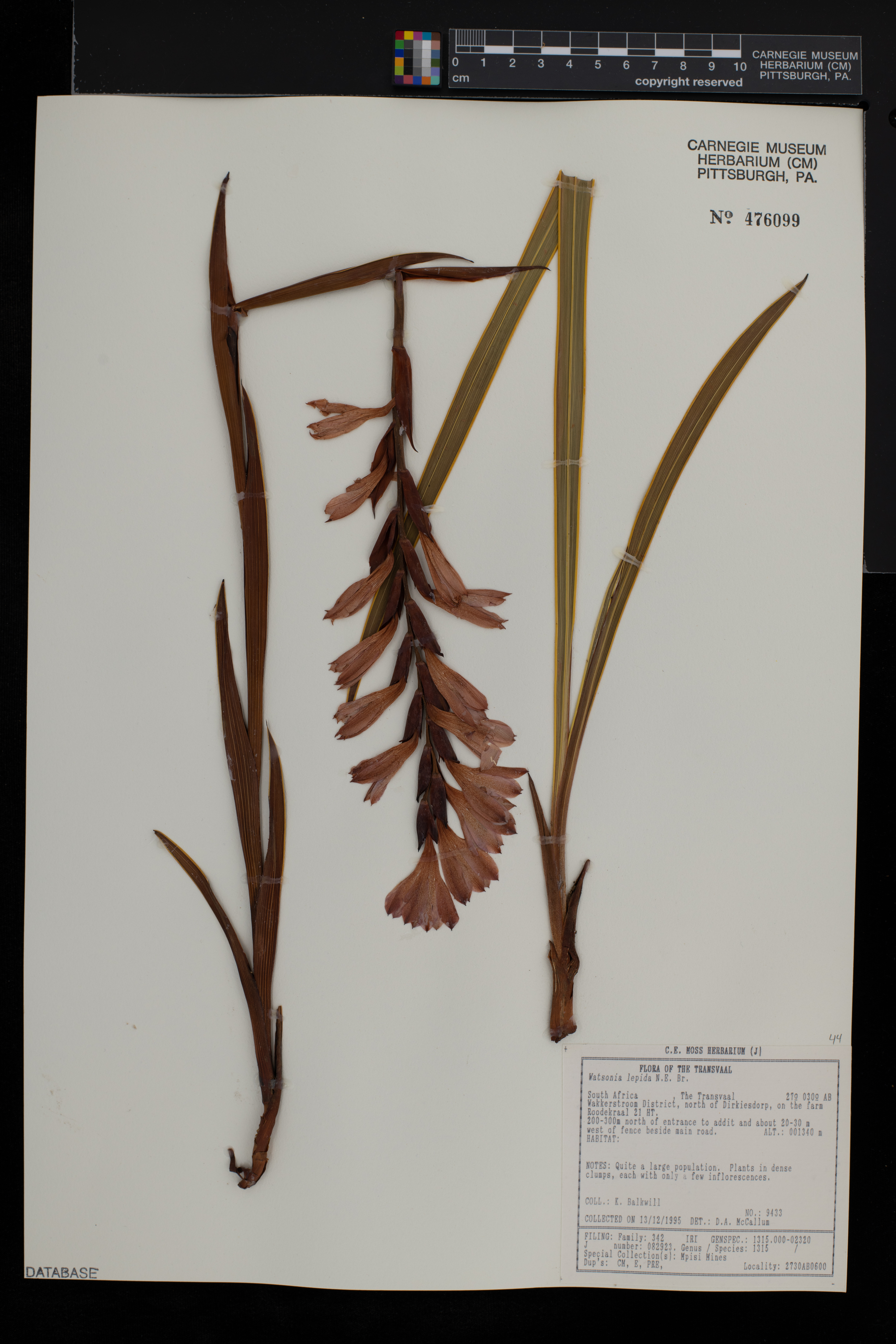 Watsonia lepida image
