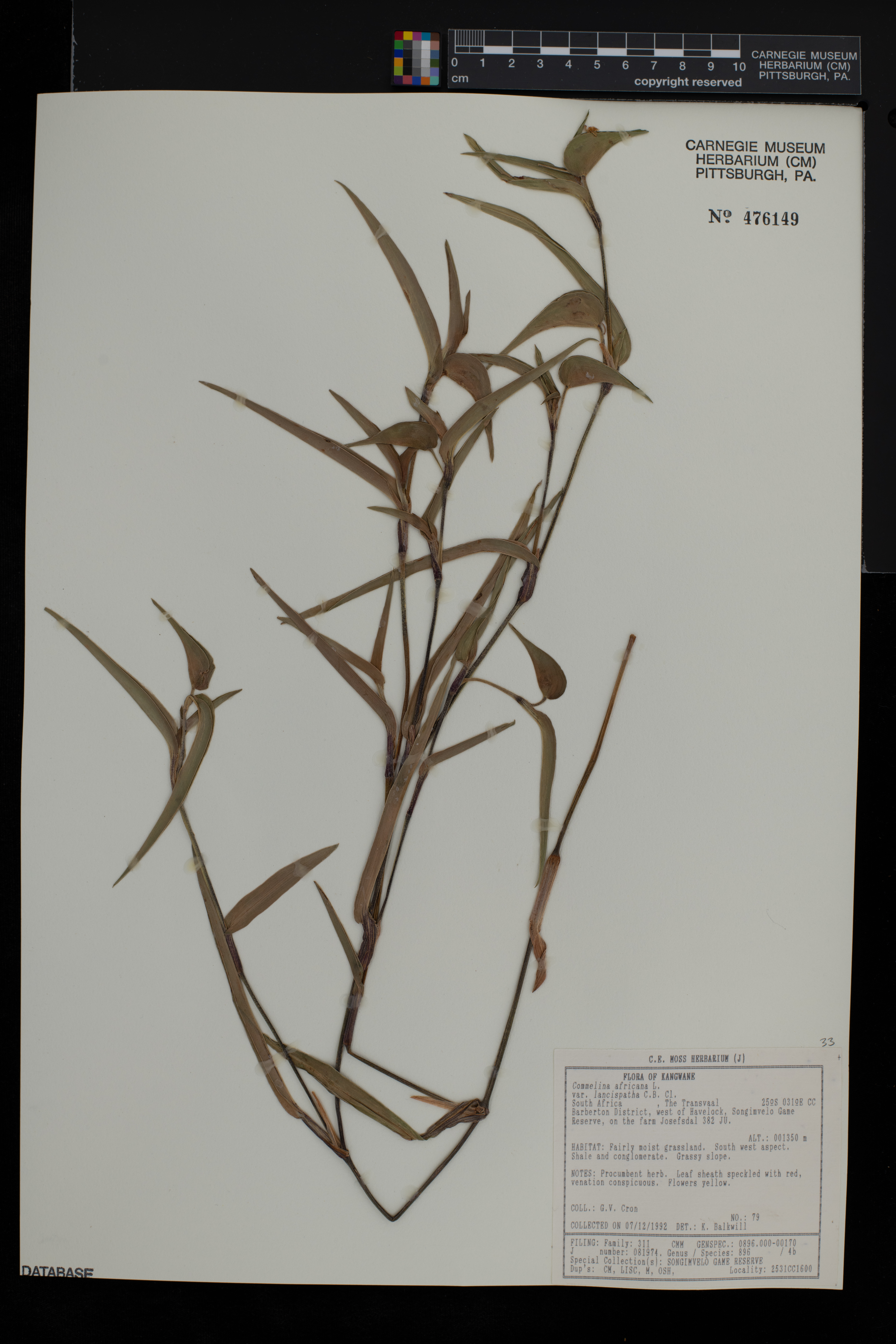 Commelina africana var. lancispatha image