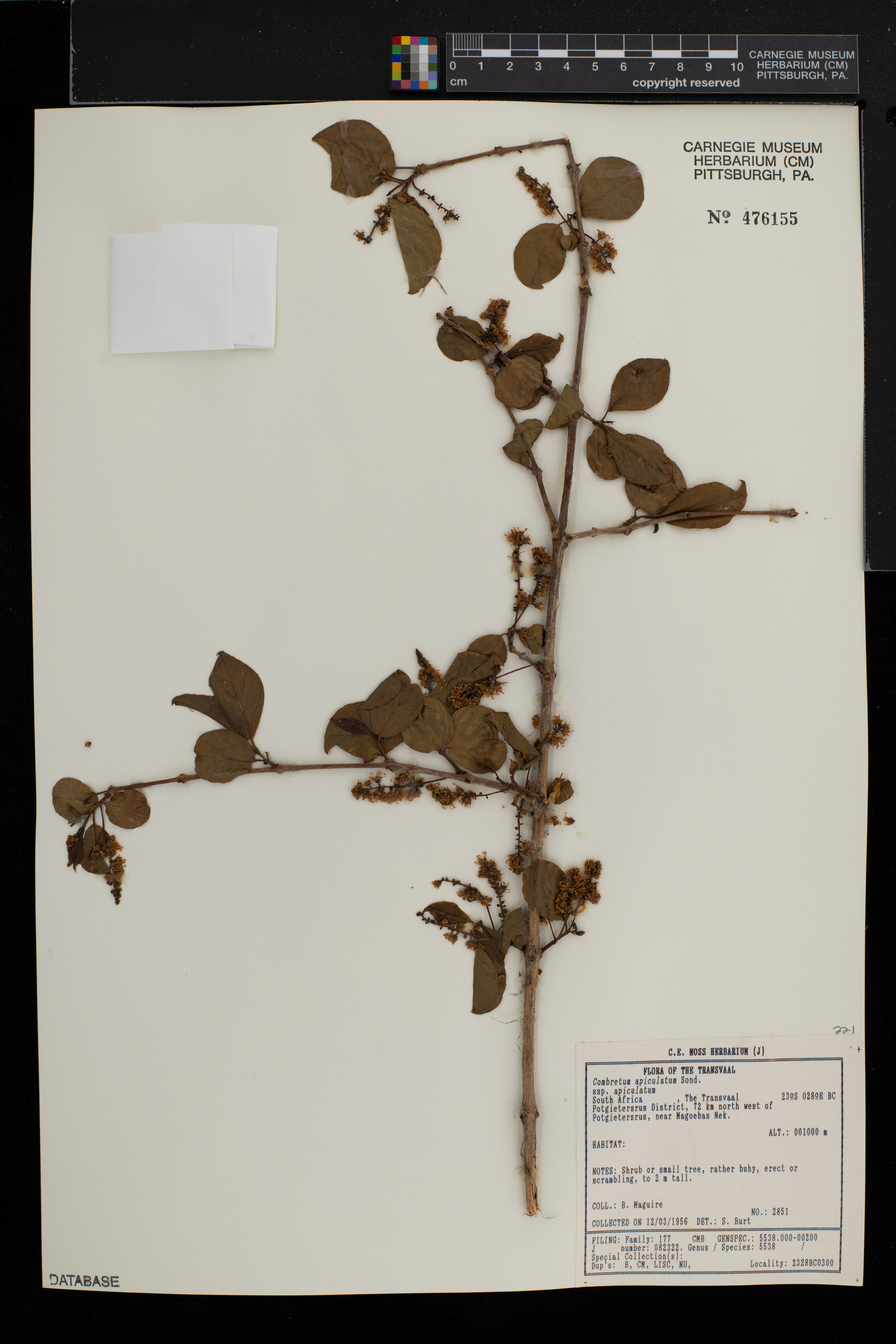 Combretum apiculatum subsp. apiculatum image