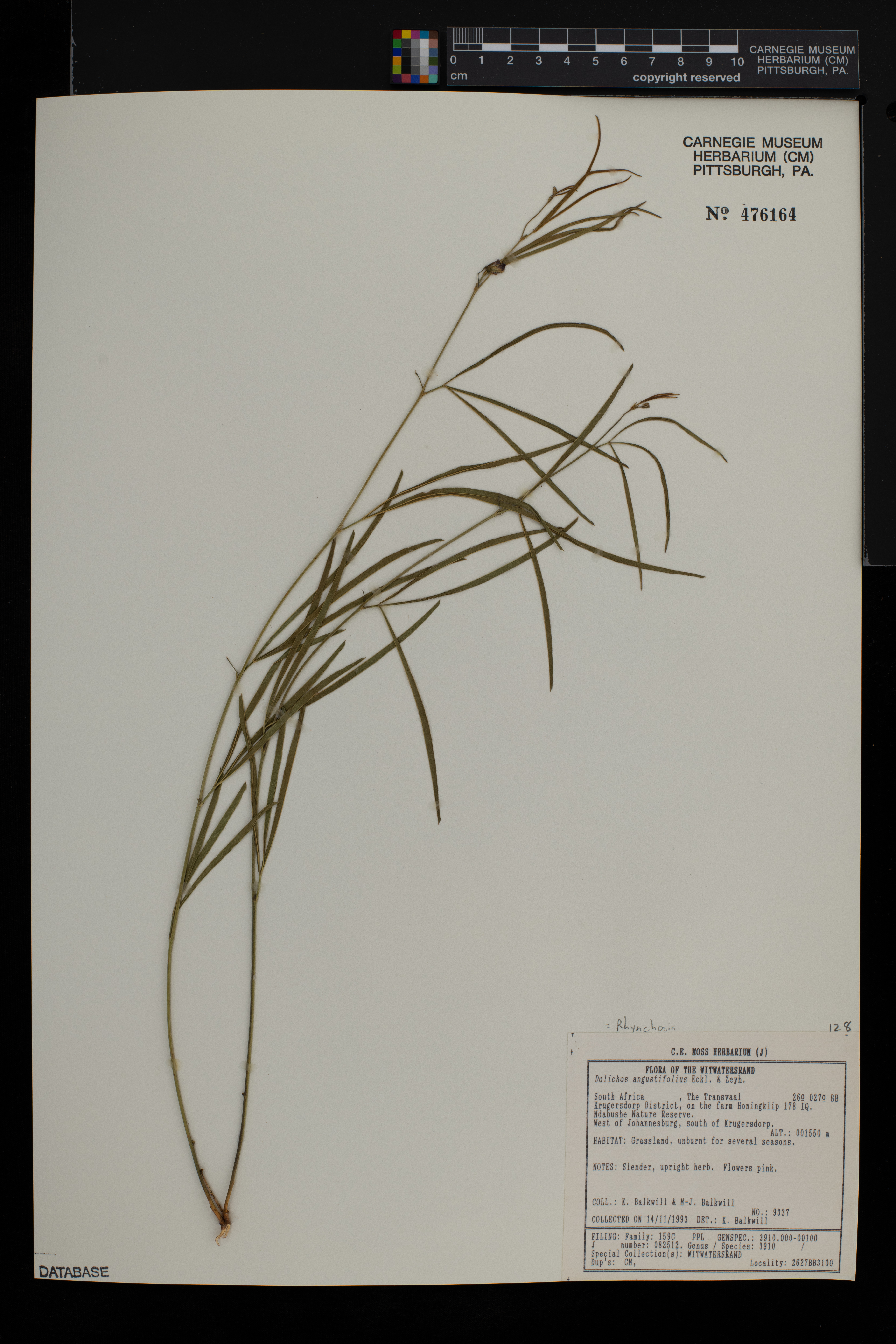 Rhynchosia angustifolia image