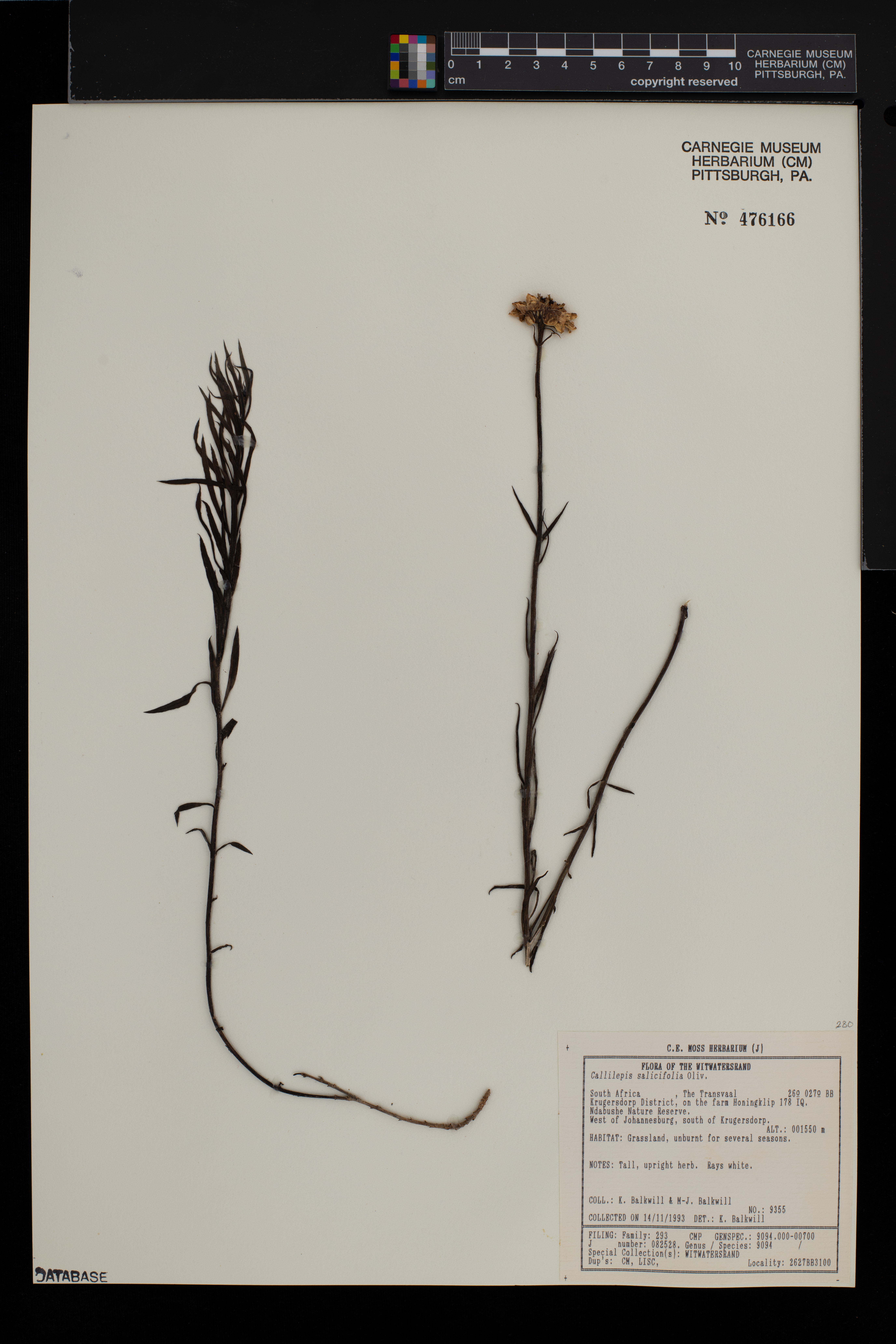 Callilepis salicifolia image