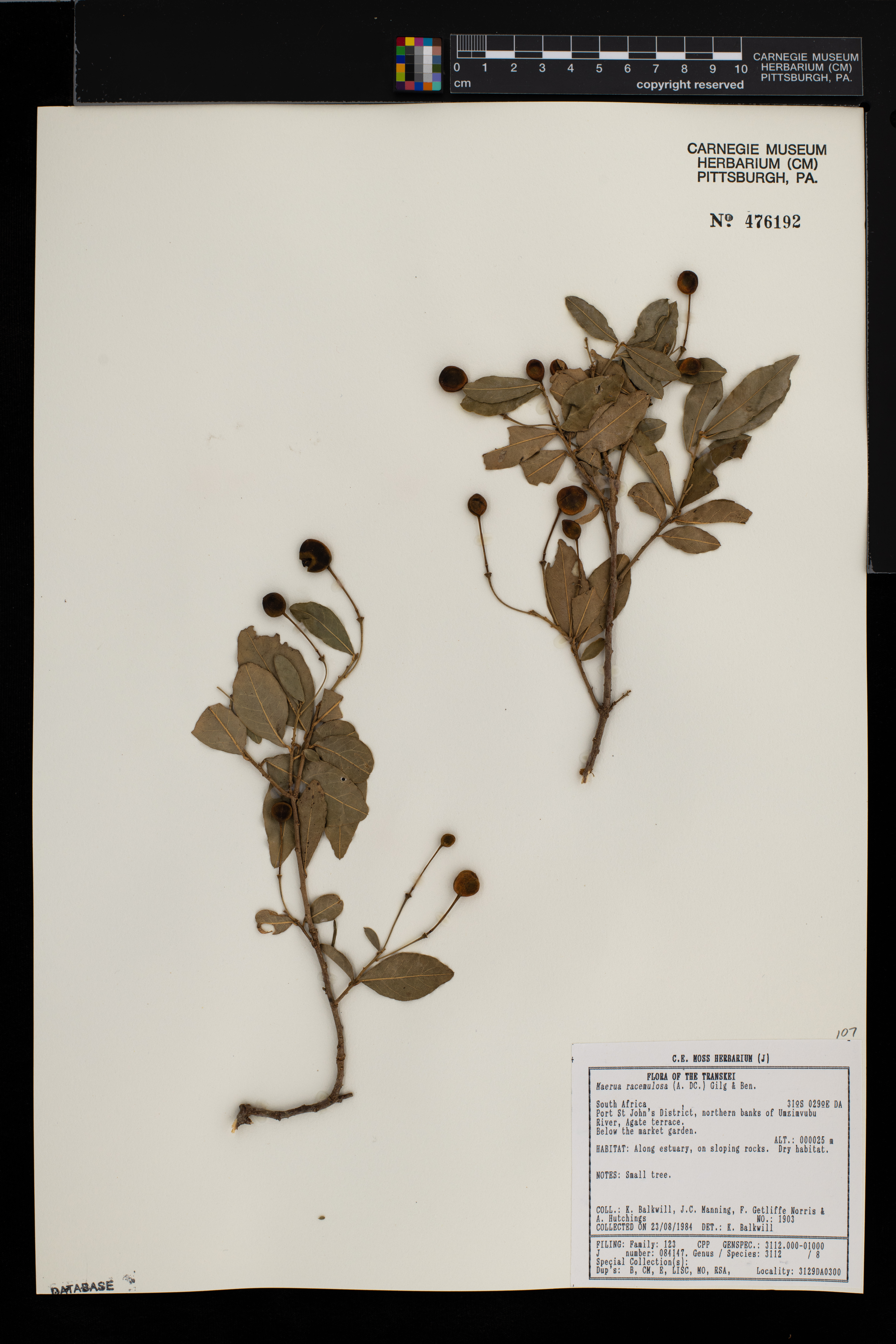 Maerua triphylla var. pubescens image