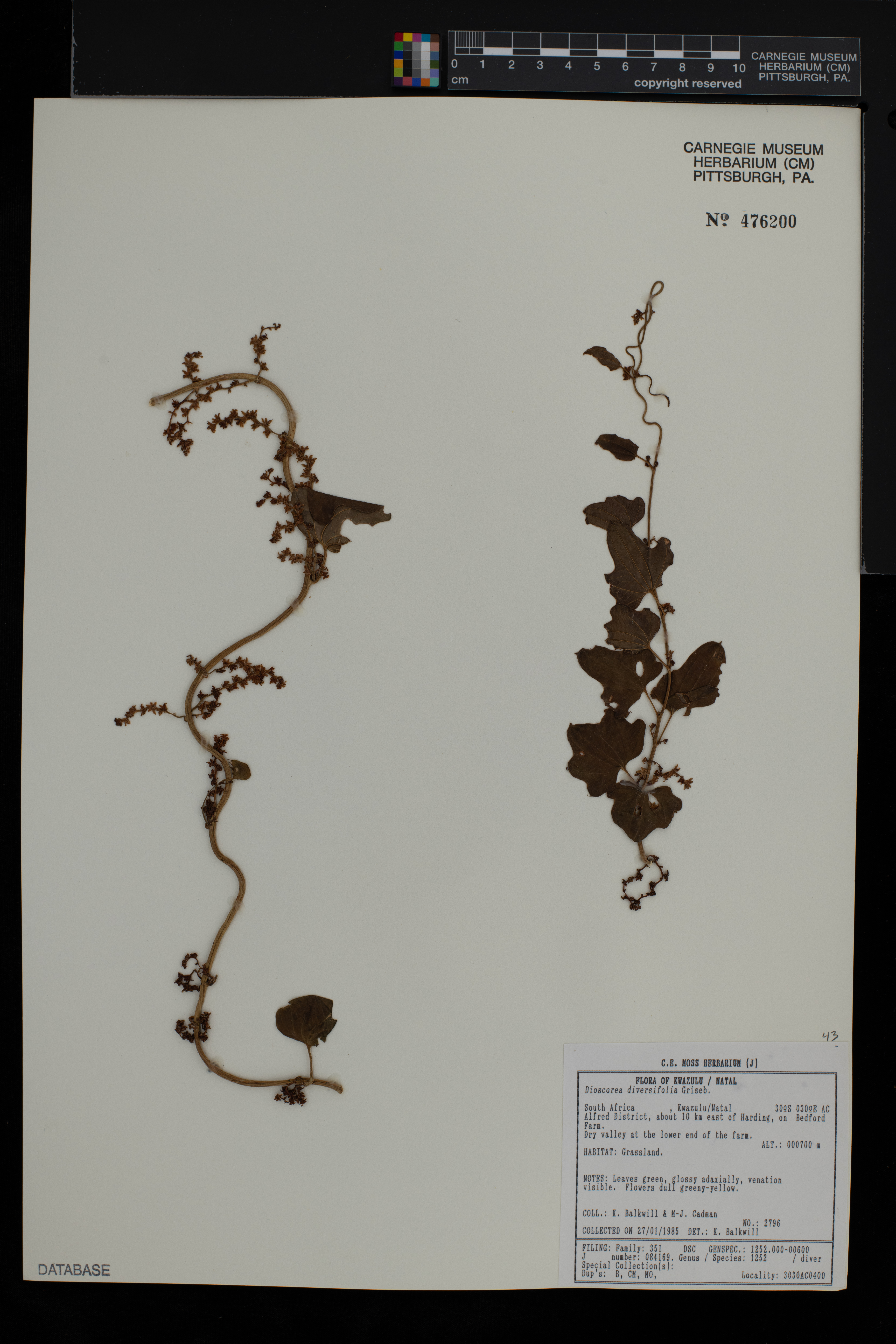 Dioscorea diversifolia image