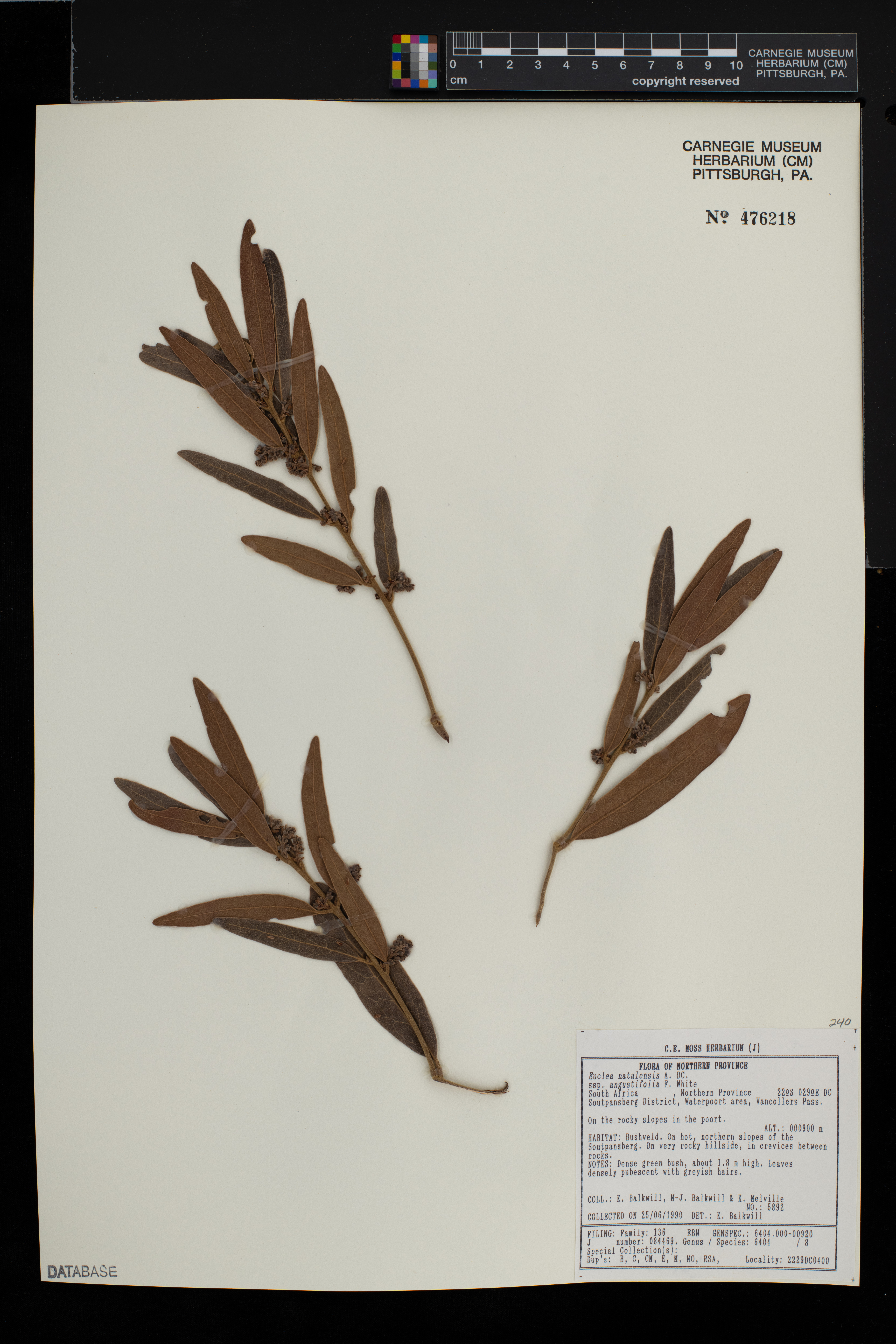 Euclea natalensis image