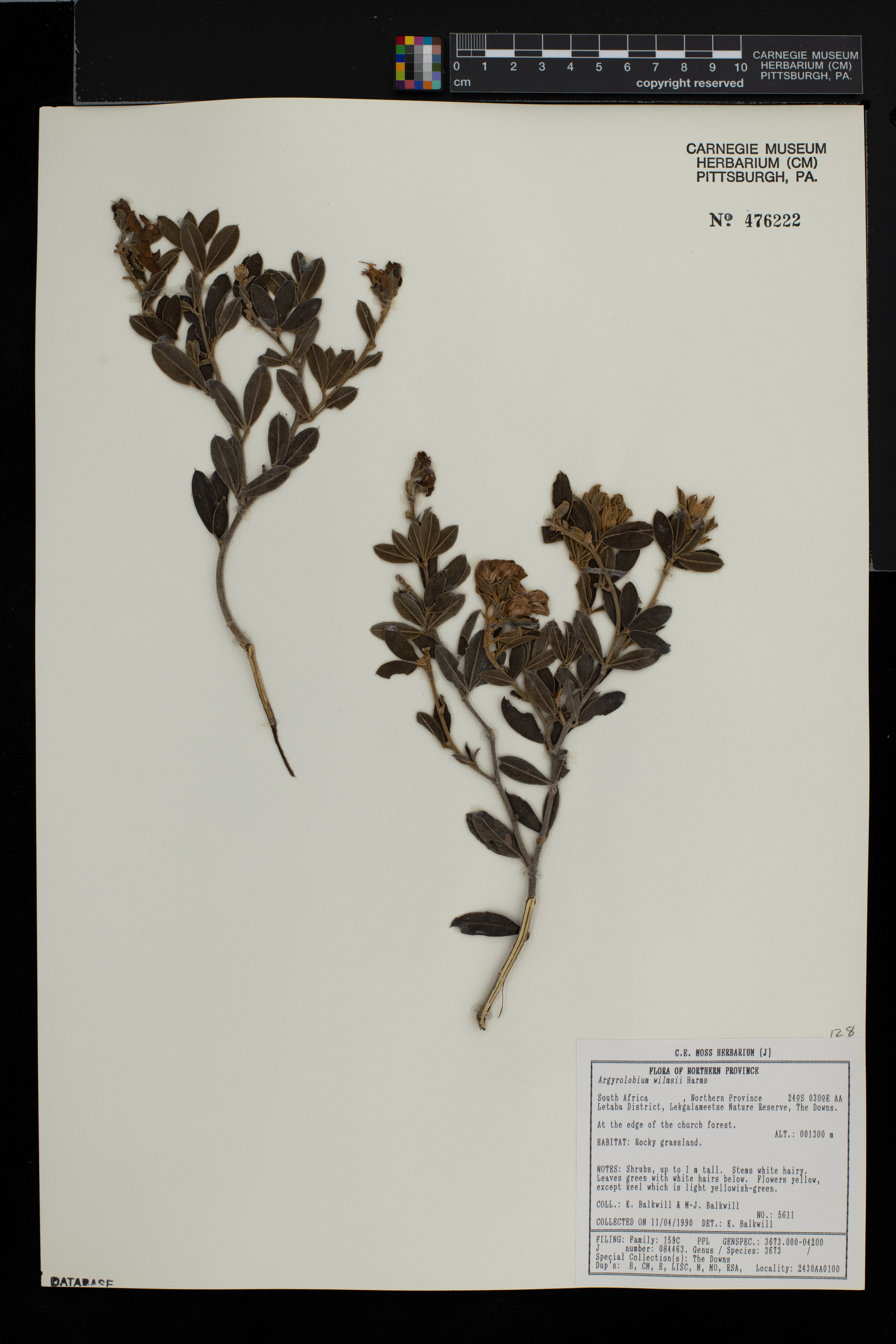 Argyrolobium wilmsii image