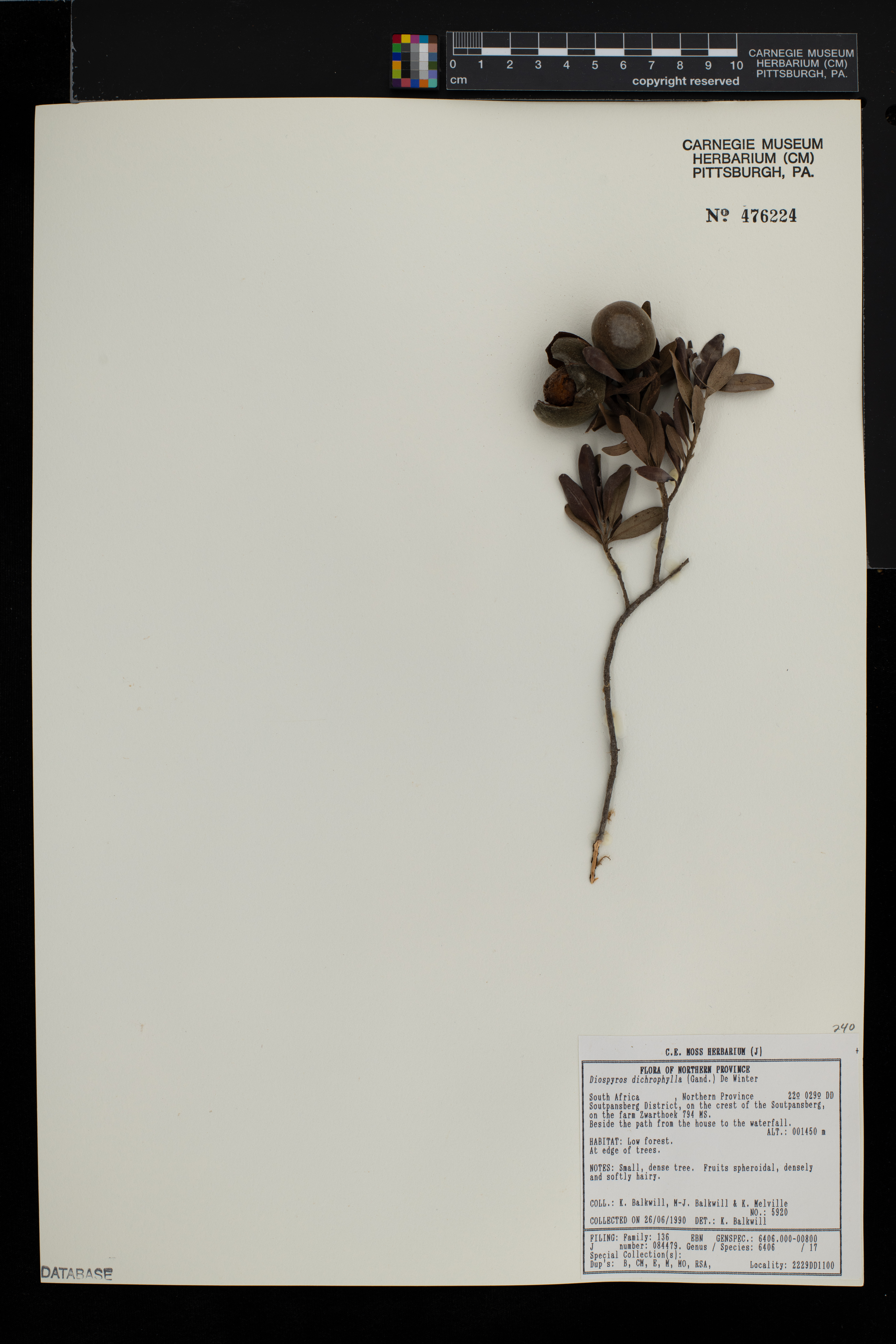 Diospyros dichrophylla image
