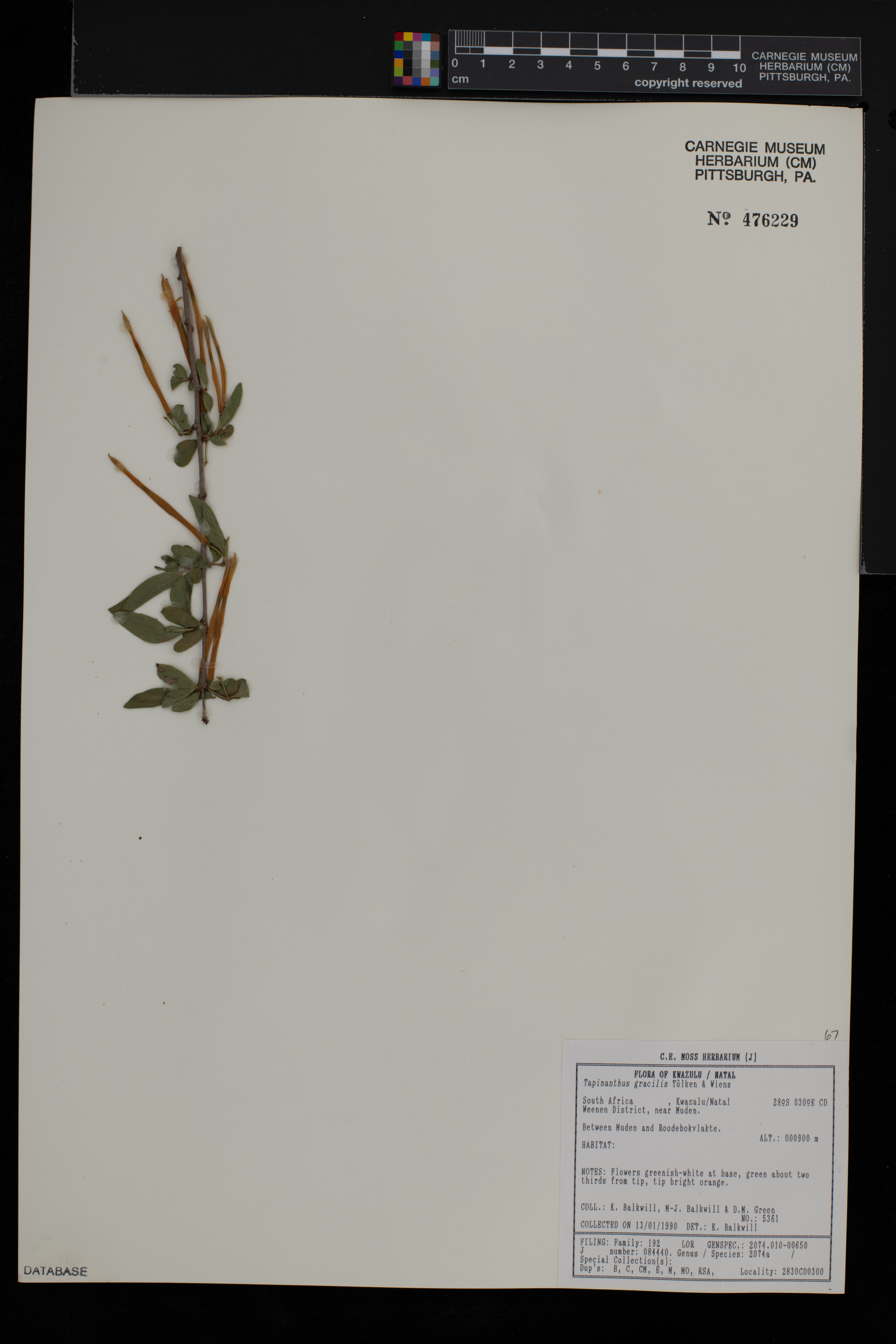 Agelanthus gracilis image