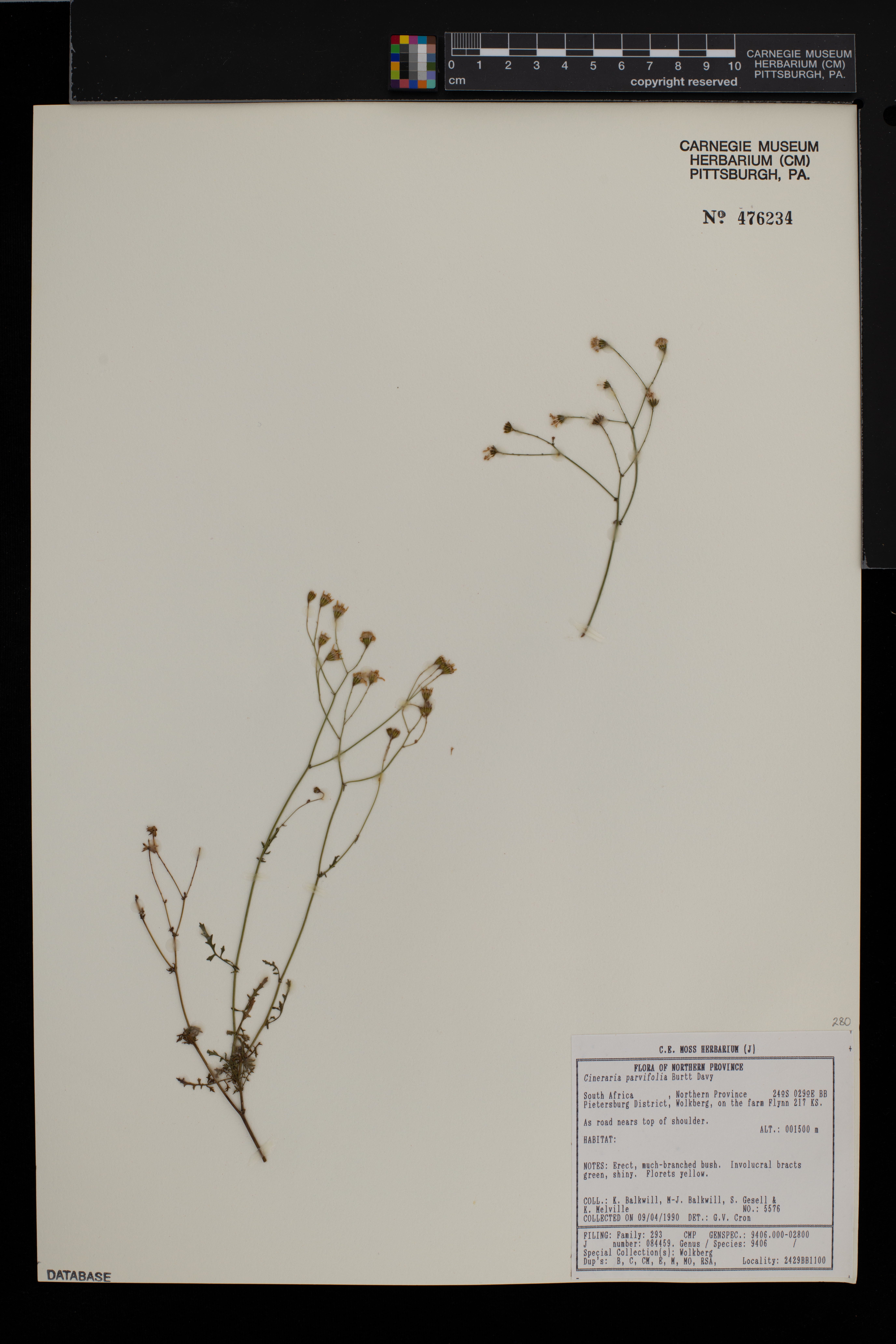 Cineraria parvifolia image