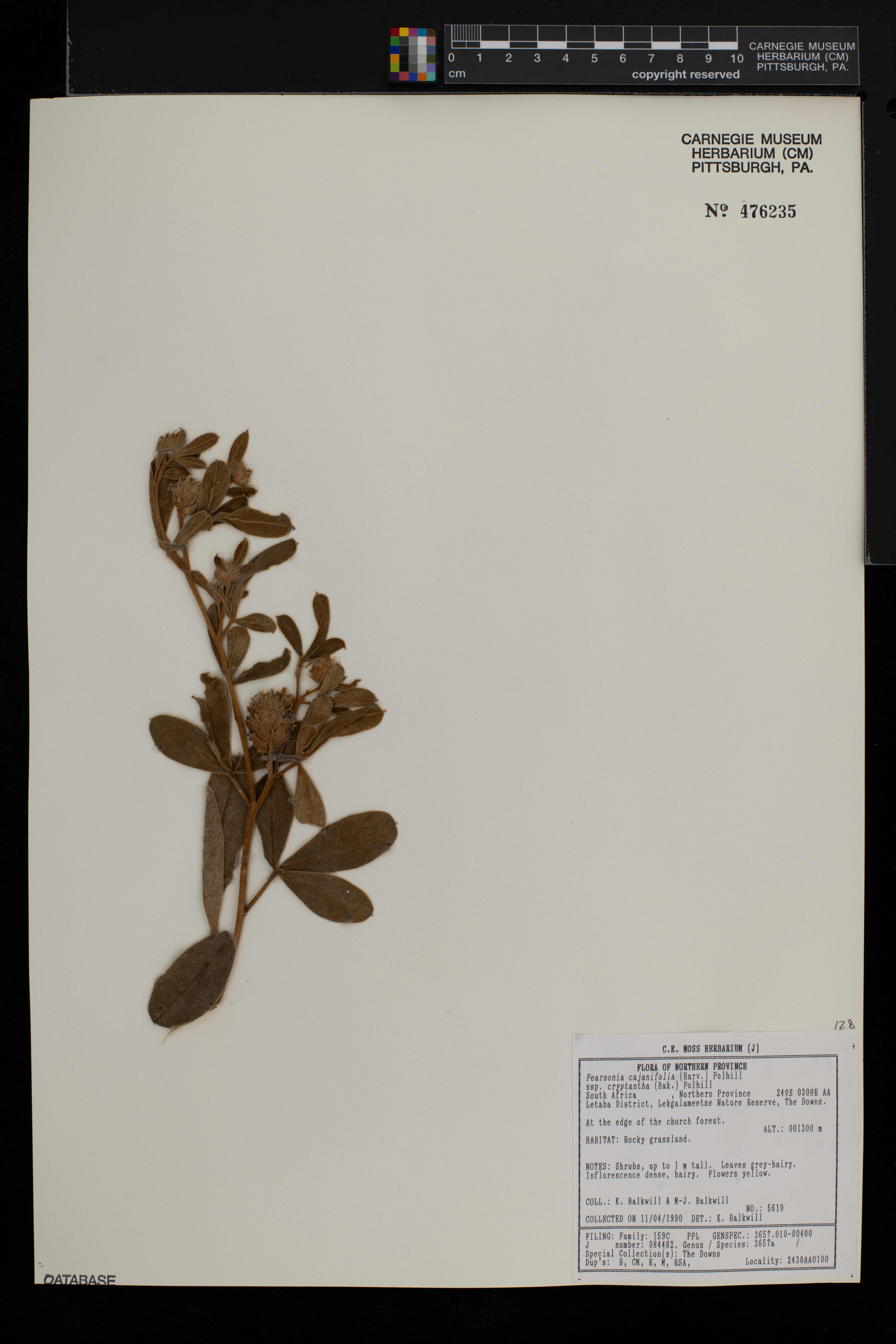 Pearsonia cajanifolia image