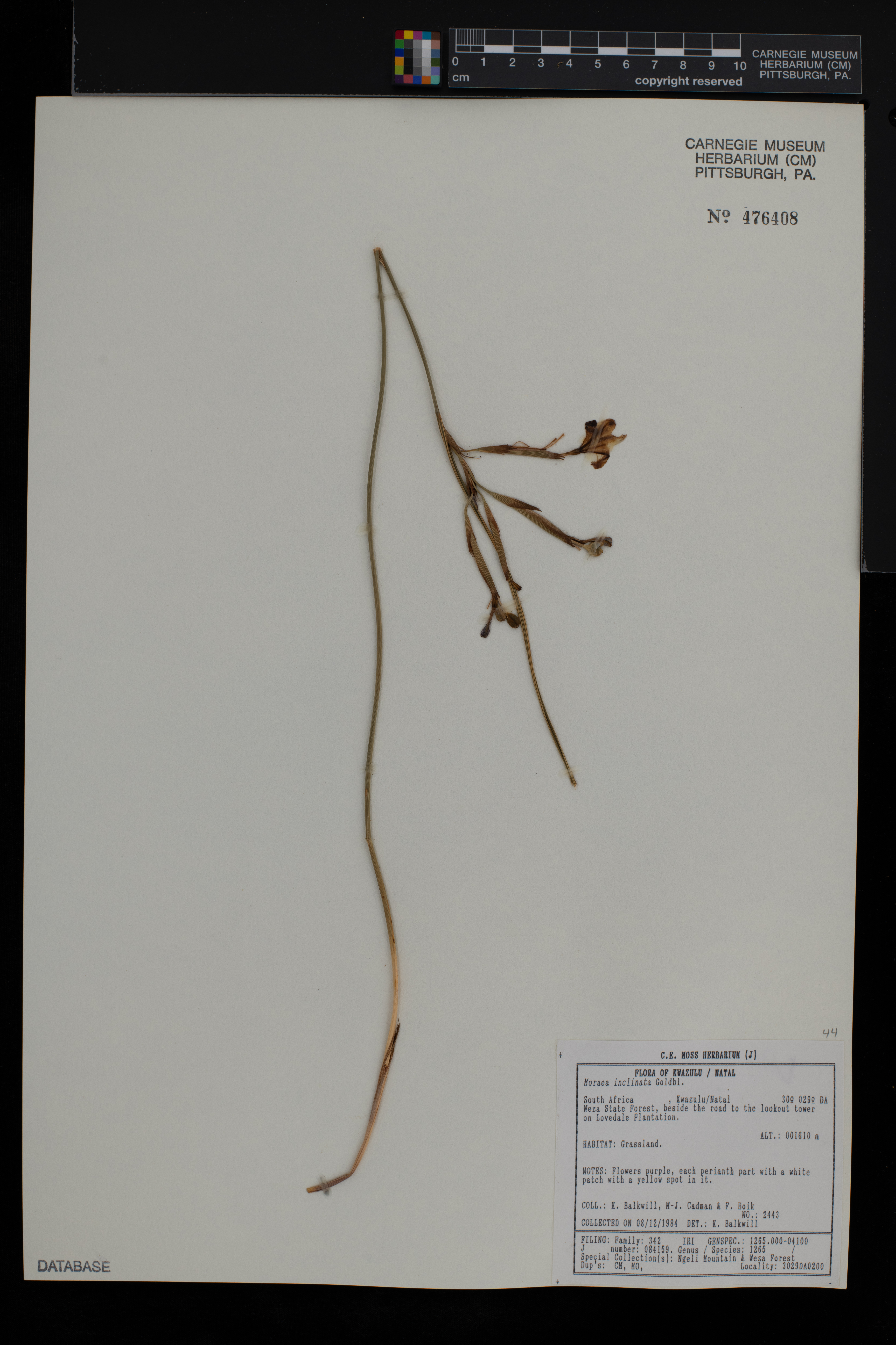 Moraea inclinata image