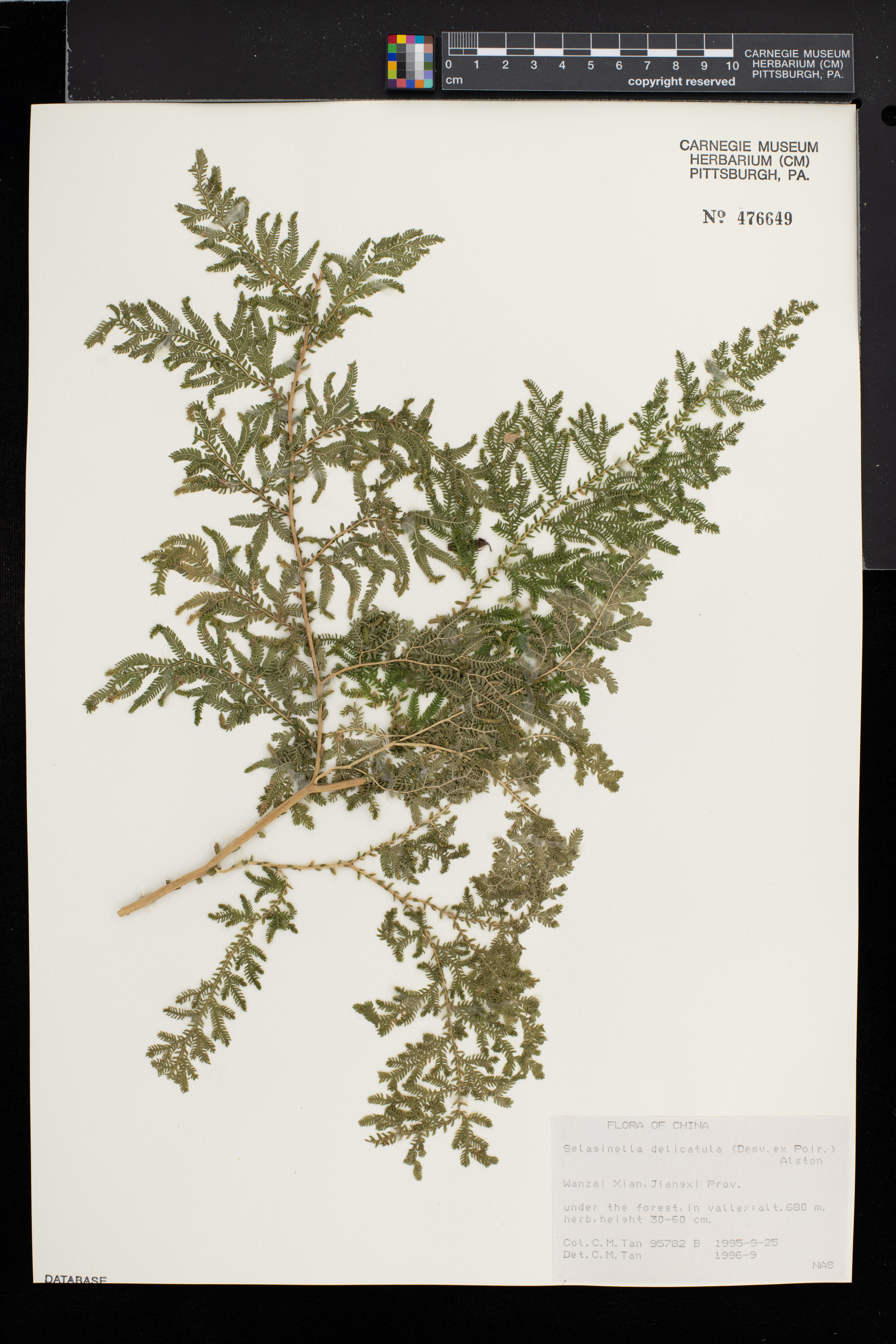 Selaginella delicatula image