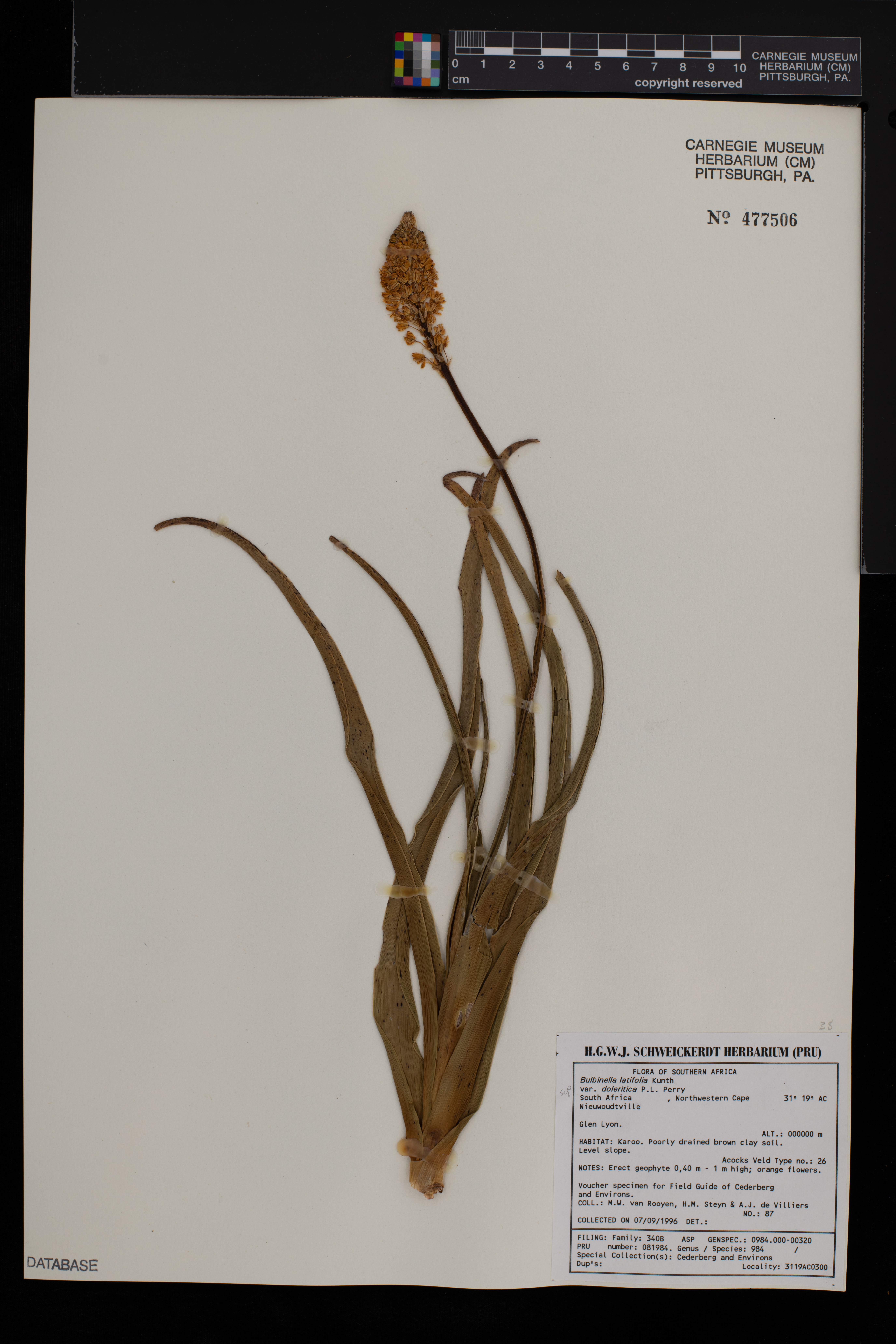 Bulbinella latifolia image