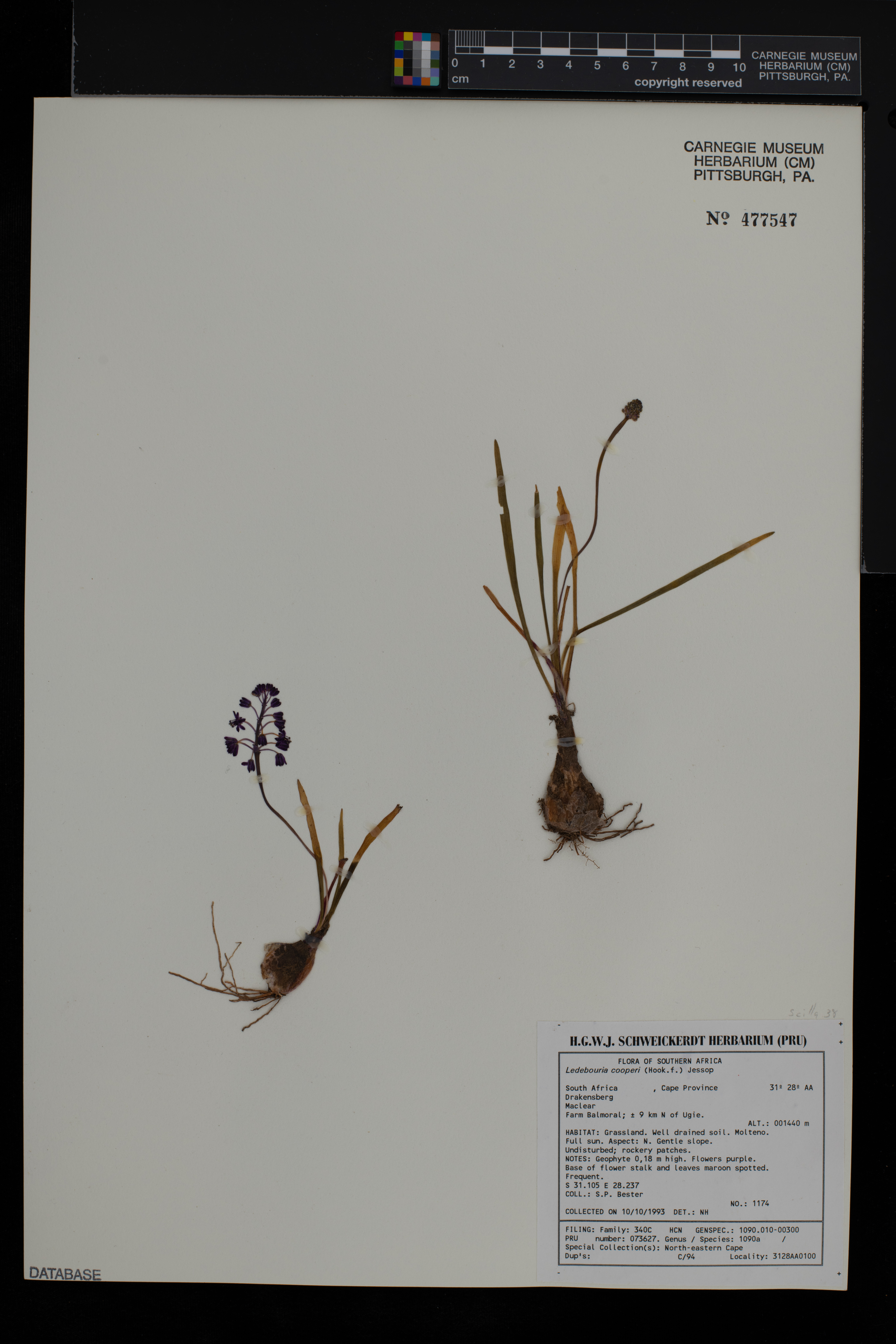 Ledebouria cooperi image