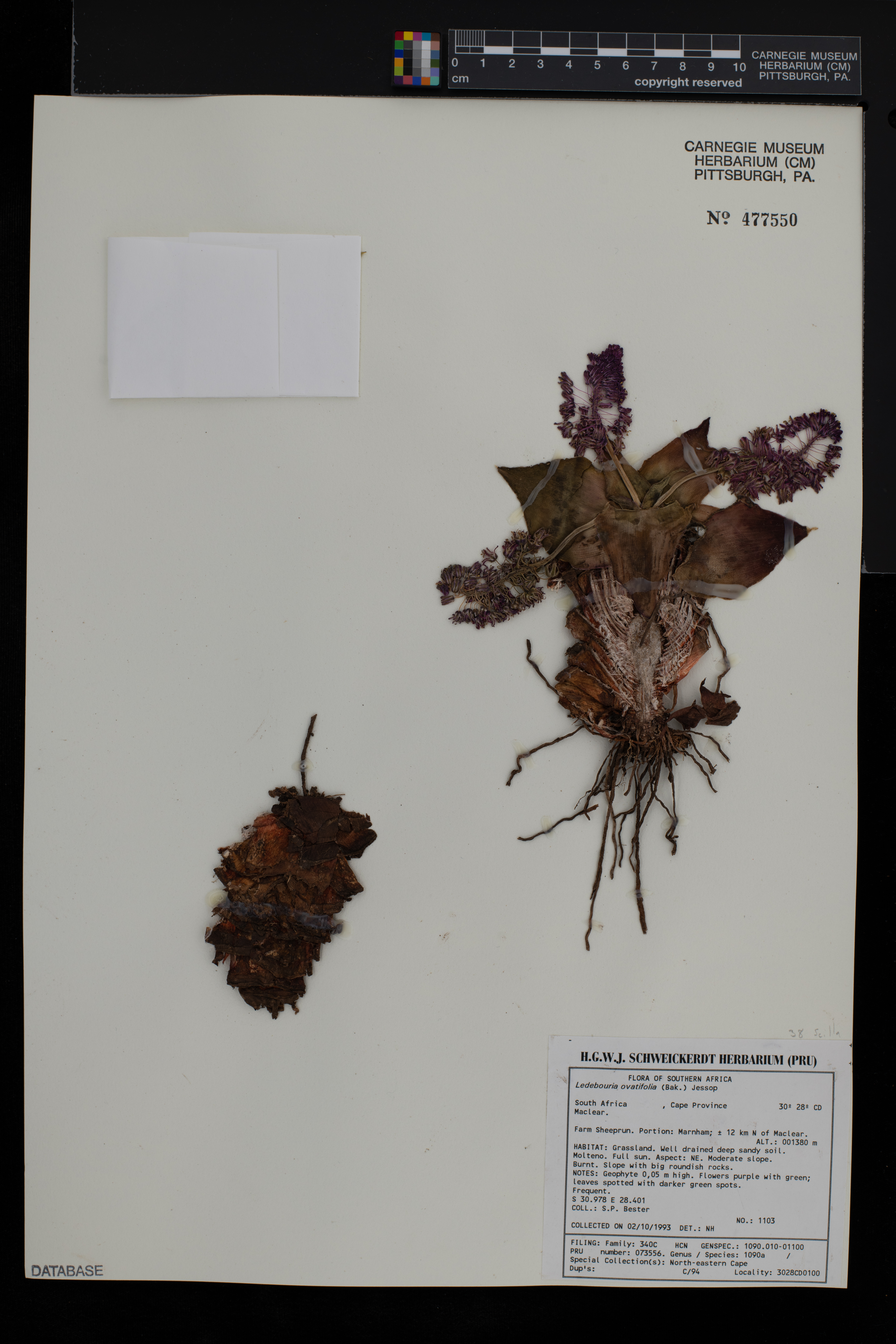 Ledebouria ovatifolia image
